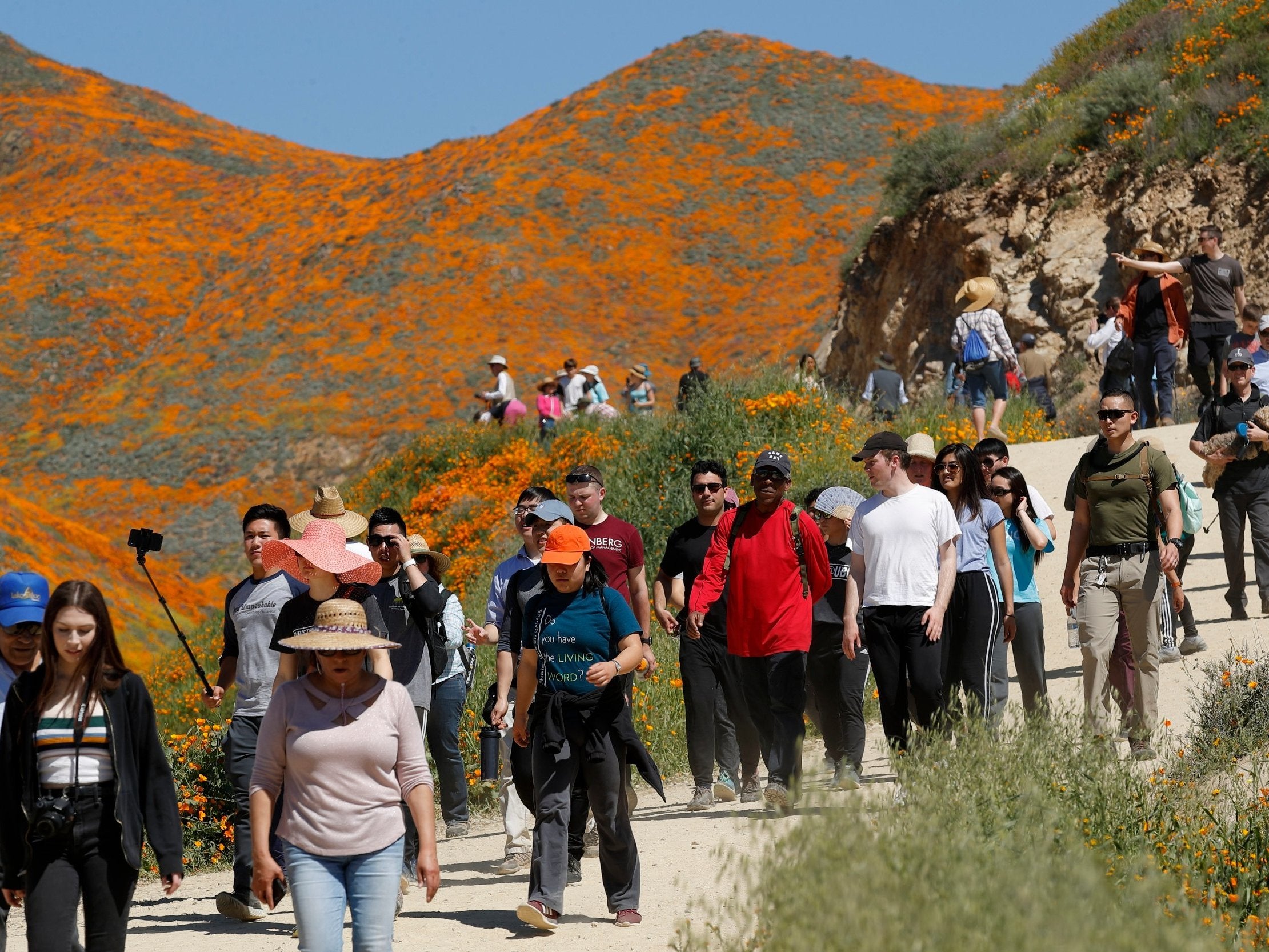 About 150,000 people flocked to see the flaming orange patches lighting up the hillsides