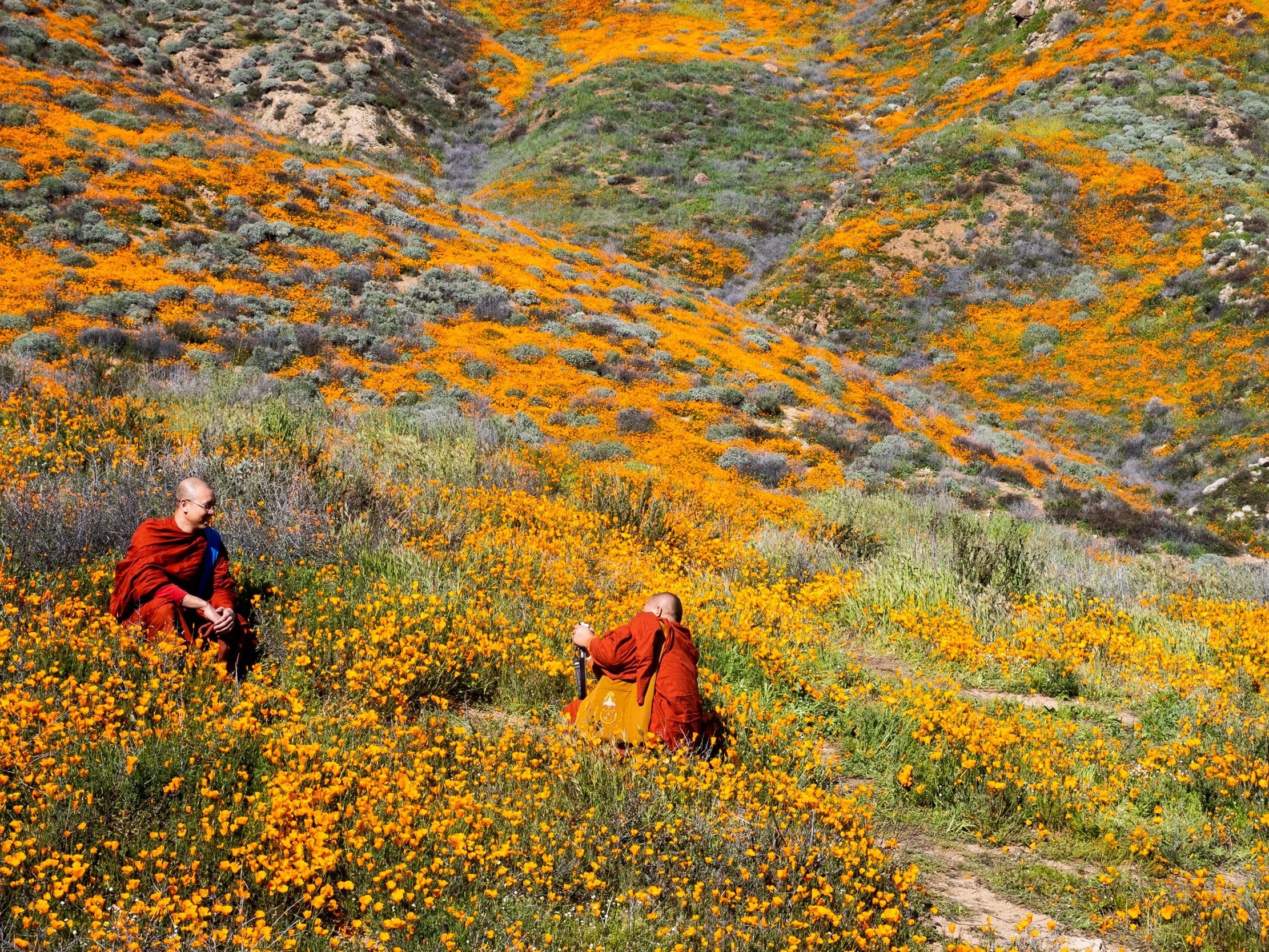 Buddhist monks were seen among the poppies