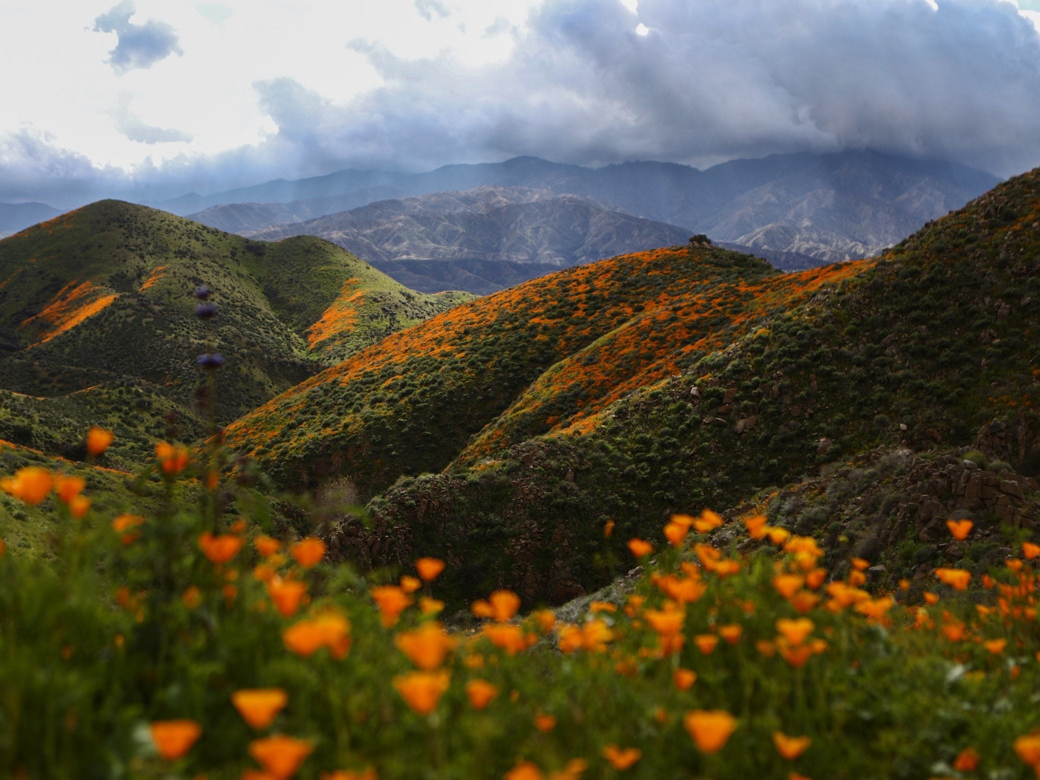 Heavier than normal winter rains caused the super bloom (Getty)