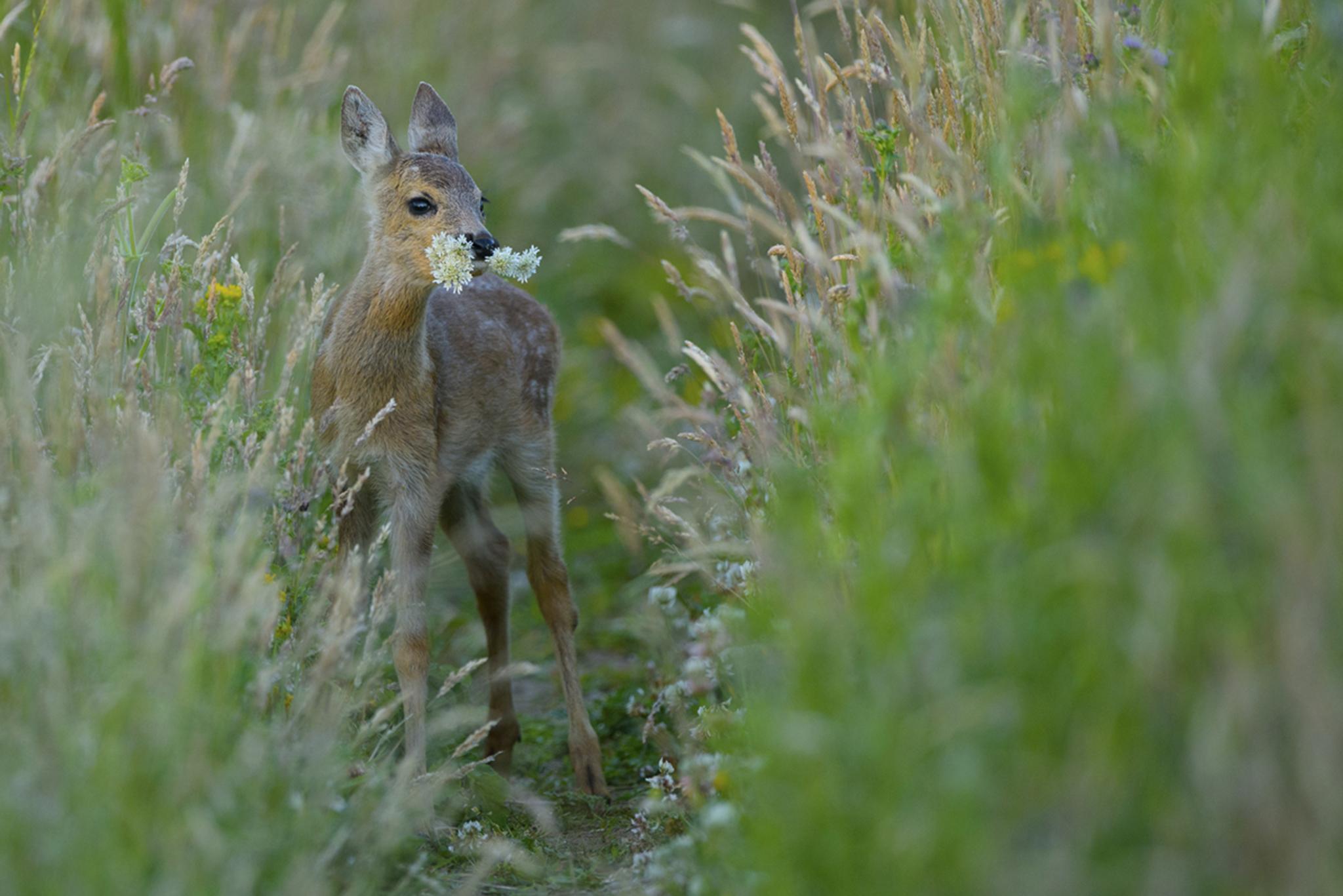 Overall winner and winner of the wildlife portrait category. Taken in Edinburgh