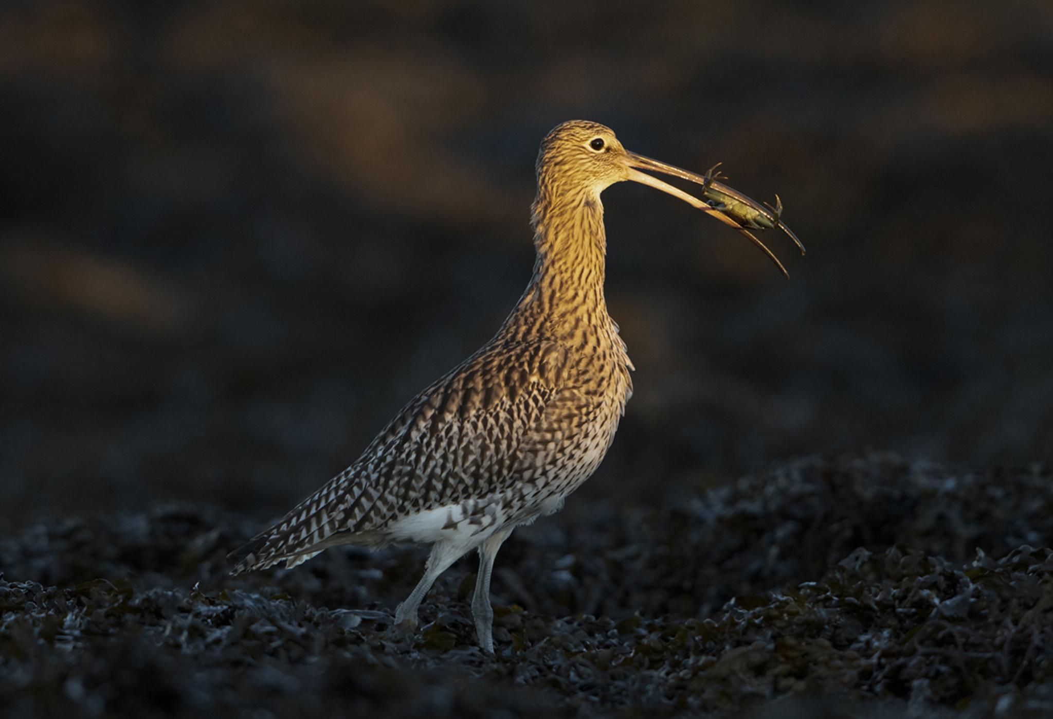 Winner of the Wildlife Behaviour category. Taken in Loch Fleet, Sutherland