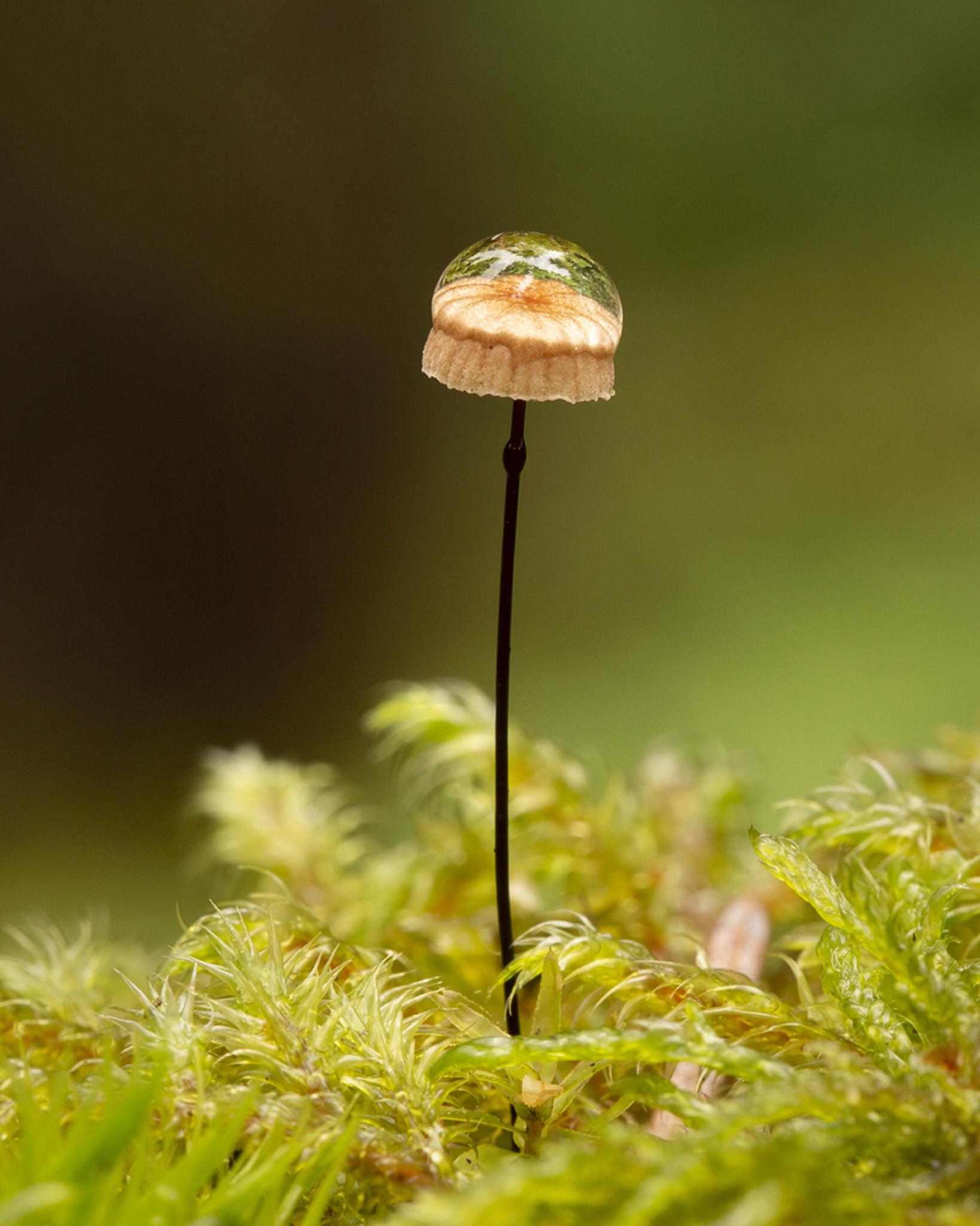 Winner of the Botanical category. Taken in Ae Forest, Dumfries and Galloway