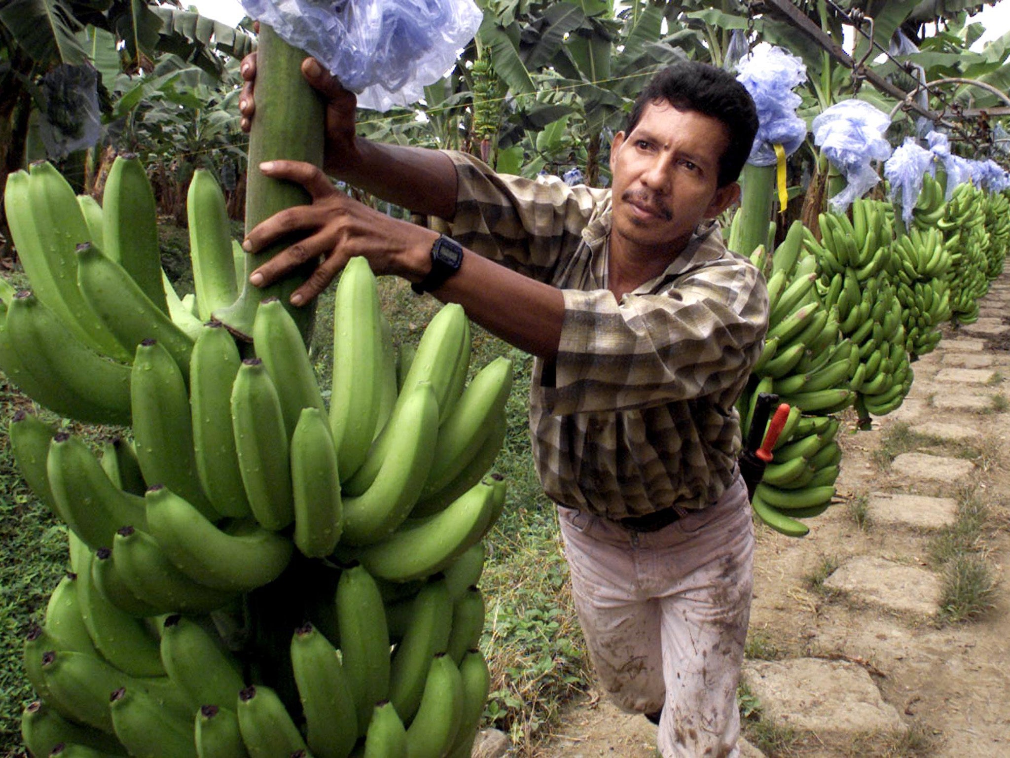 A worker at a banana plantation in Santa Marta, Colombia. The long-standing banana trade conflict between the US and the EU came to an end on 7 April 1999 (AFP/Getty Images)