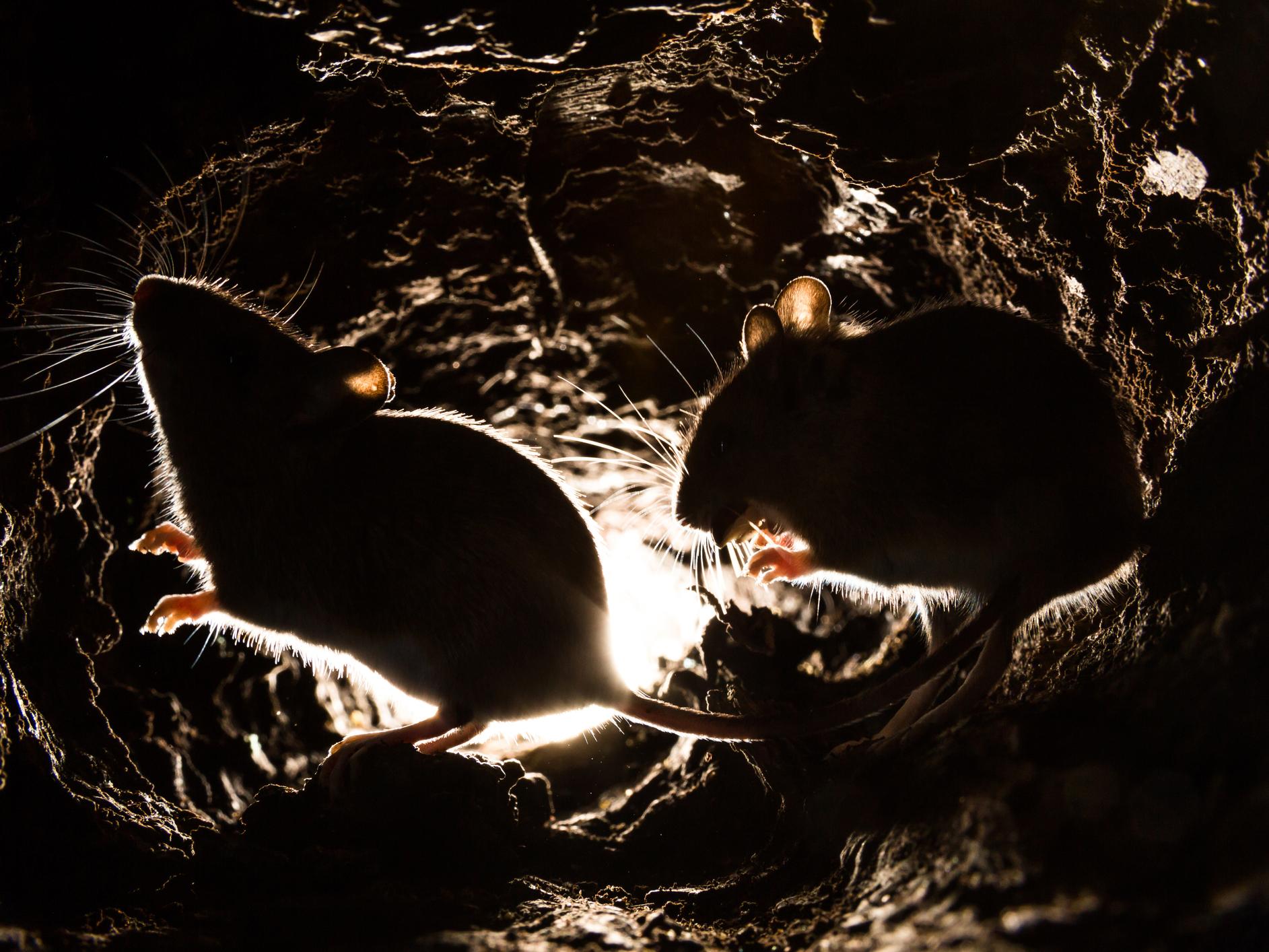 Mice and rats on islands threaten vulnerable seabird populations