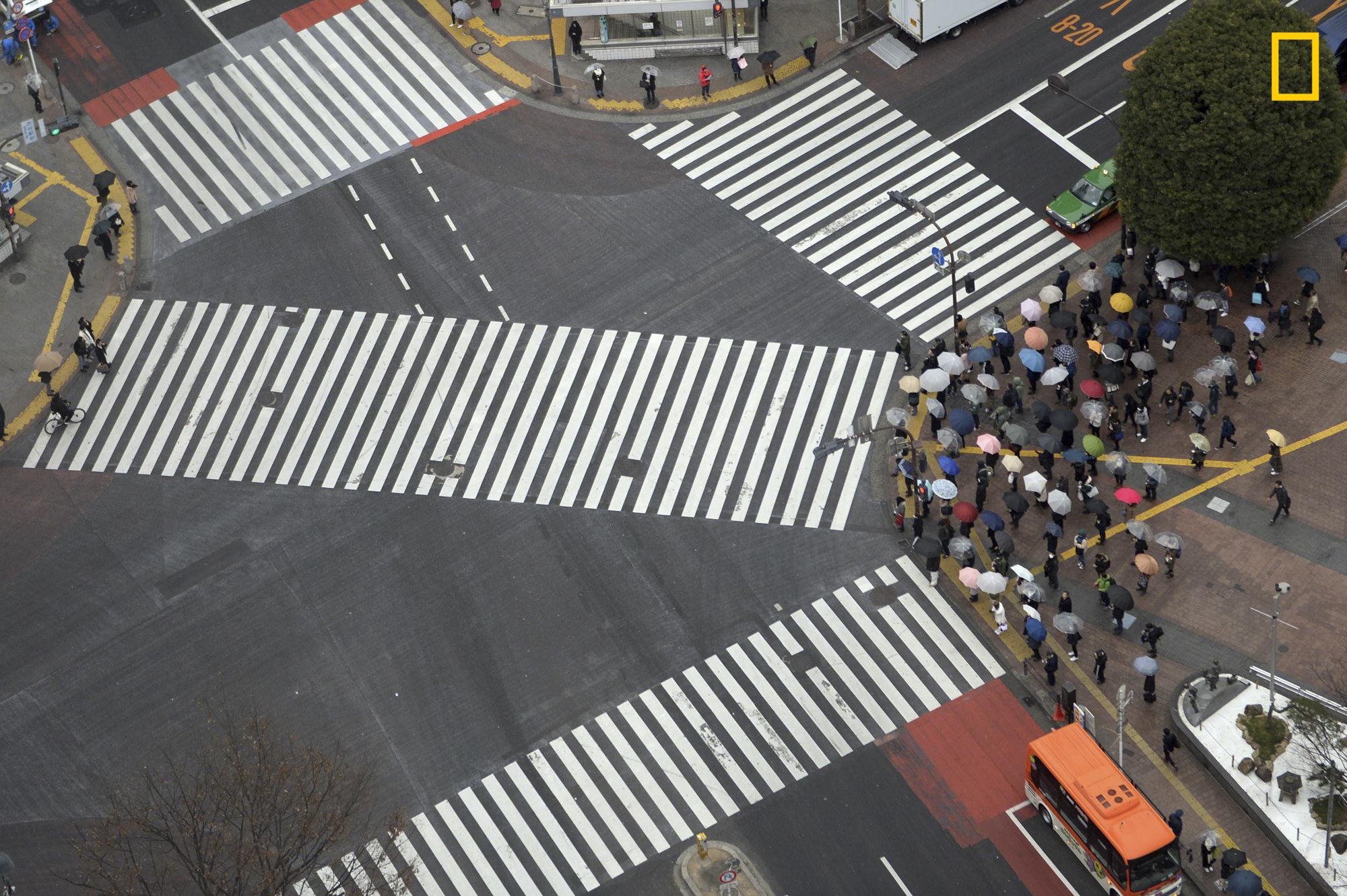 Umbrellas cross the Shibuya crossing in Tokyo