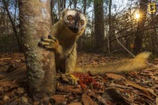 Teenager faces jail after stealing geriatric lemur from zoo