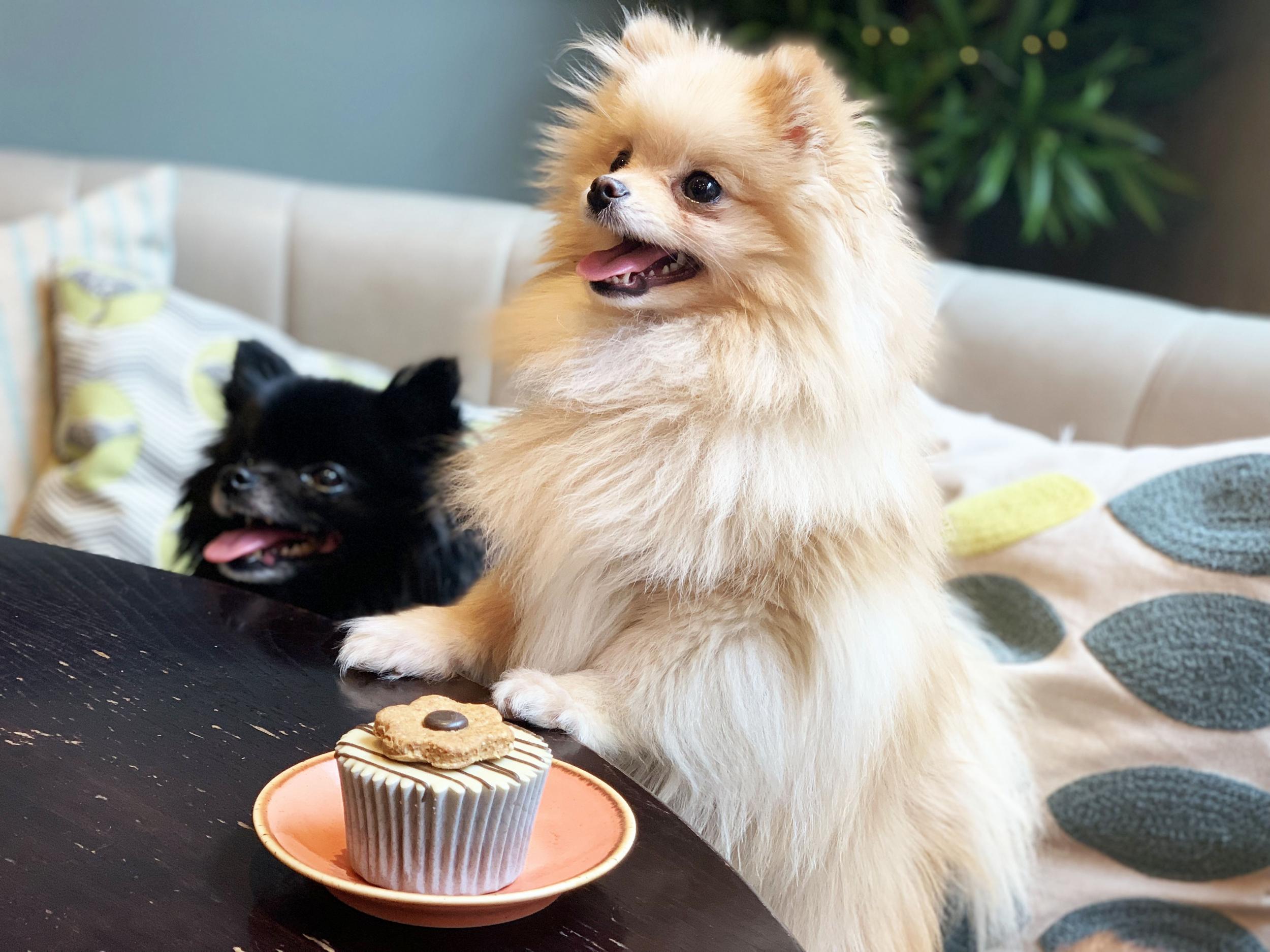 A Pomeranian pop-up café is coming to London