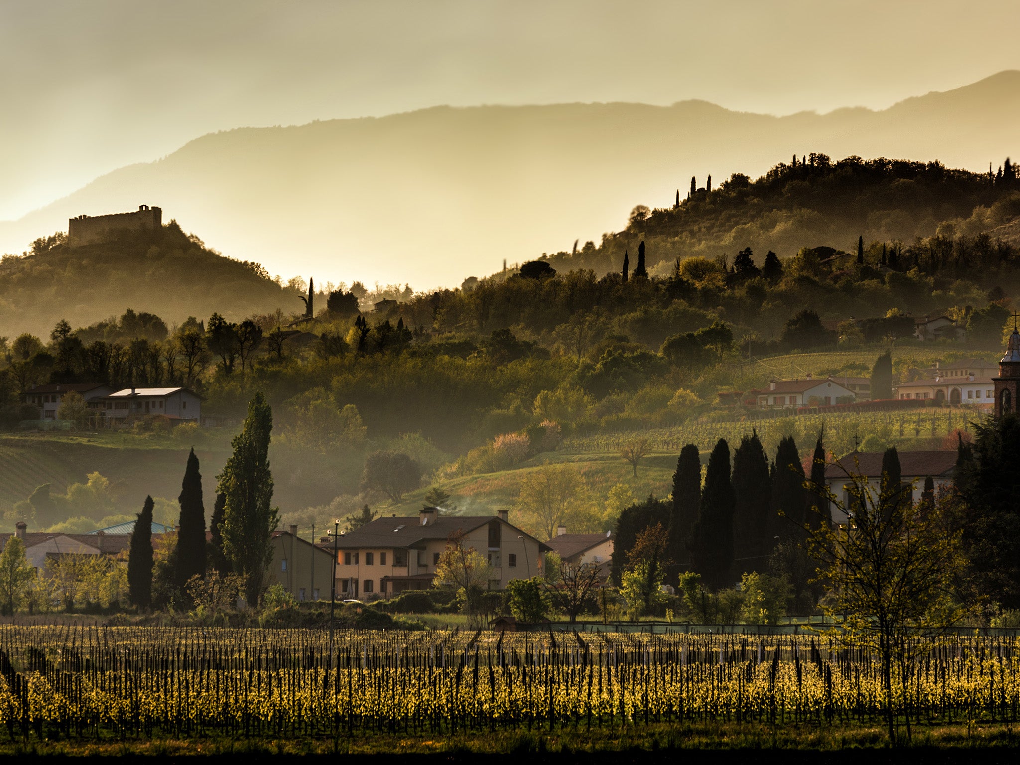 A prosecco vineyard in Asolo – now a wine on every brunch menu in London (Getty/iStock)