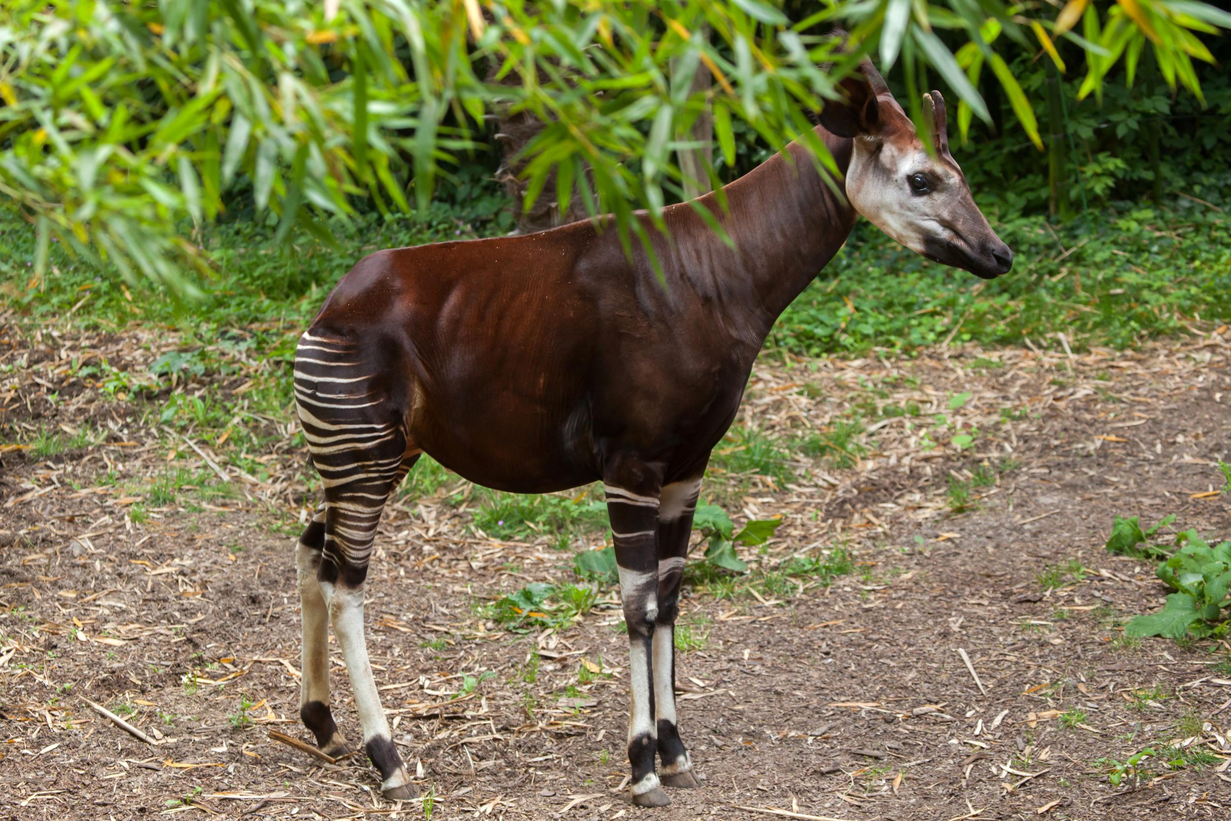 Okapis are from the Democratic Republic of Congo and have a brown body and zebra-like striped legs