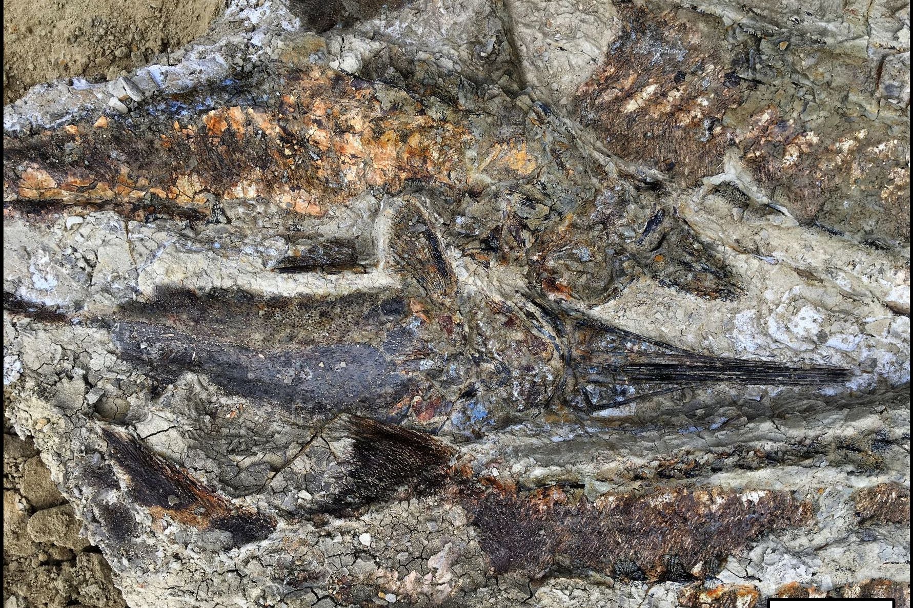 The scientists found fossilised fish piled on top of one another, suggesting that they were flung ashore and died stranded together on a sand bar after the waves withdrew