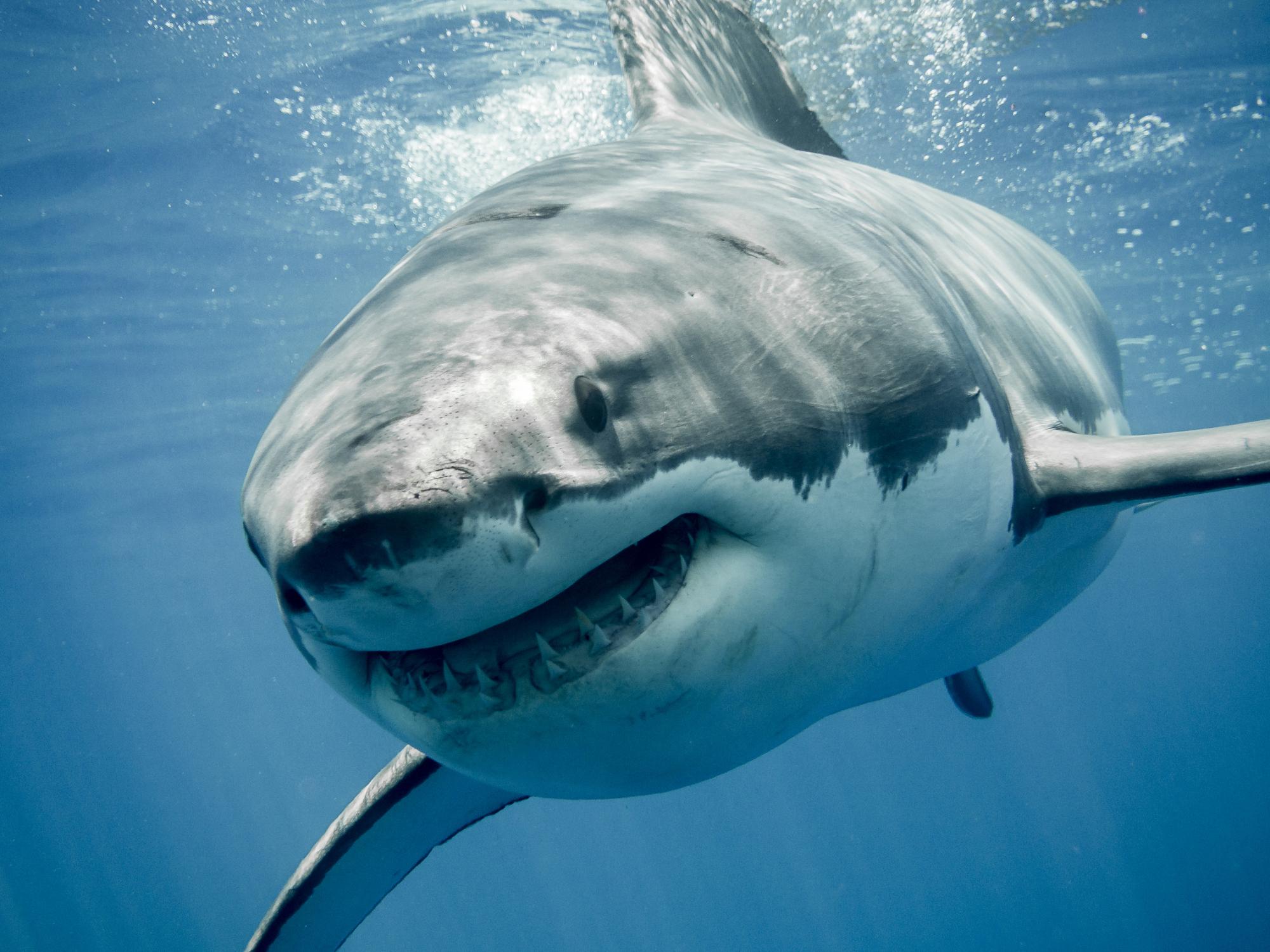 A man has died after he was bitten by a shark at Esperance in Western Australia