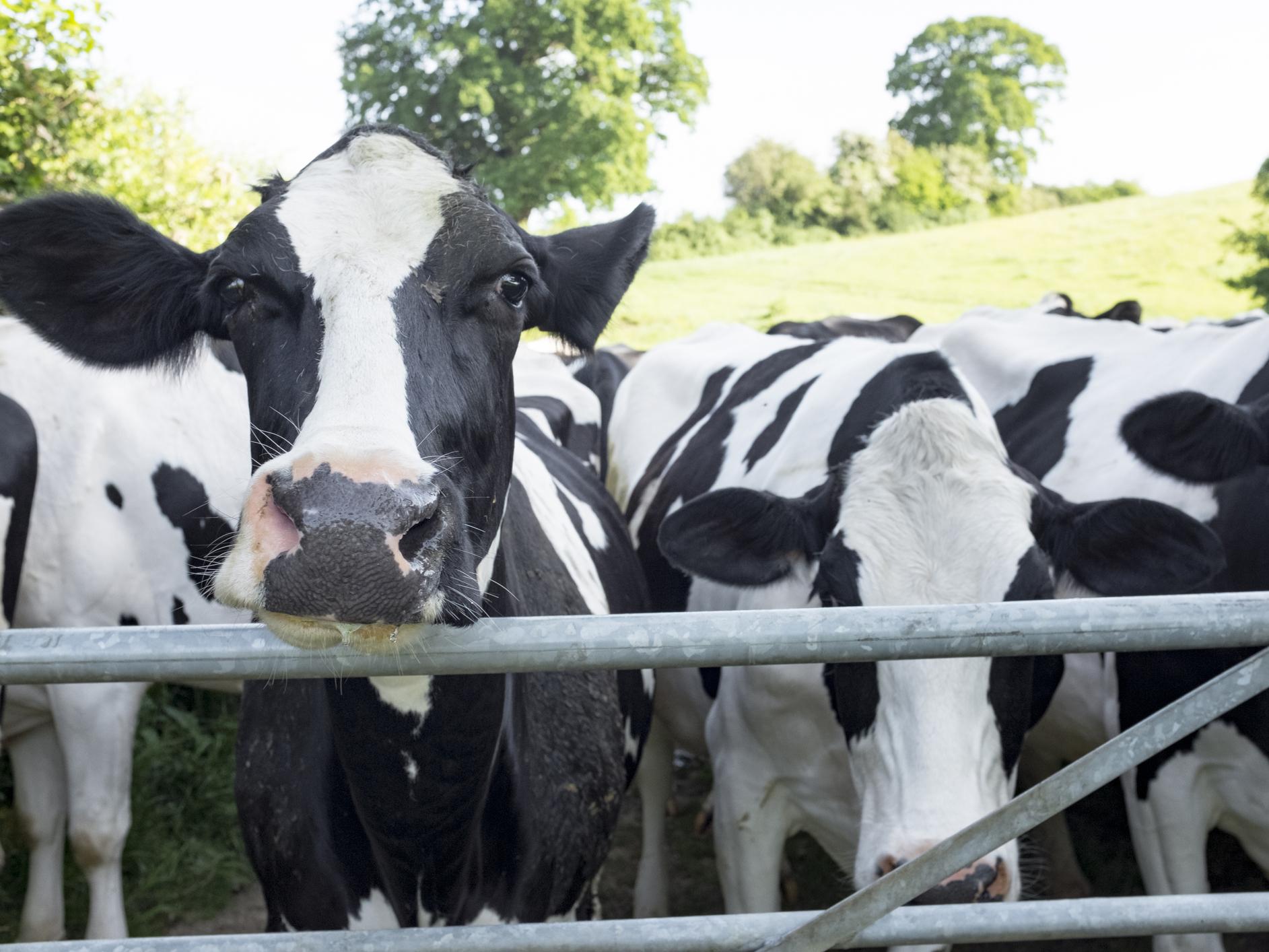 Cow urine can be harmful to the environment once it has been sprayed on pastures