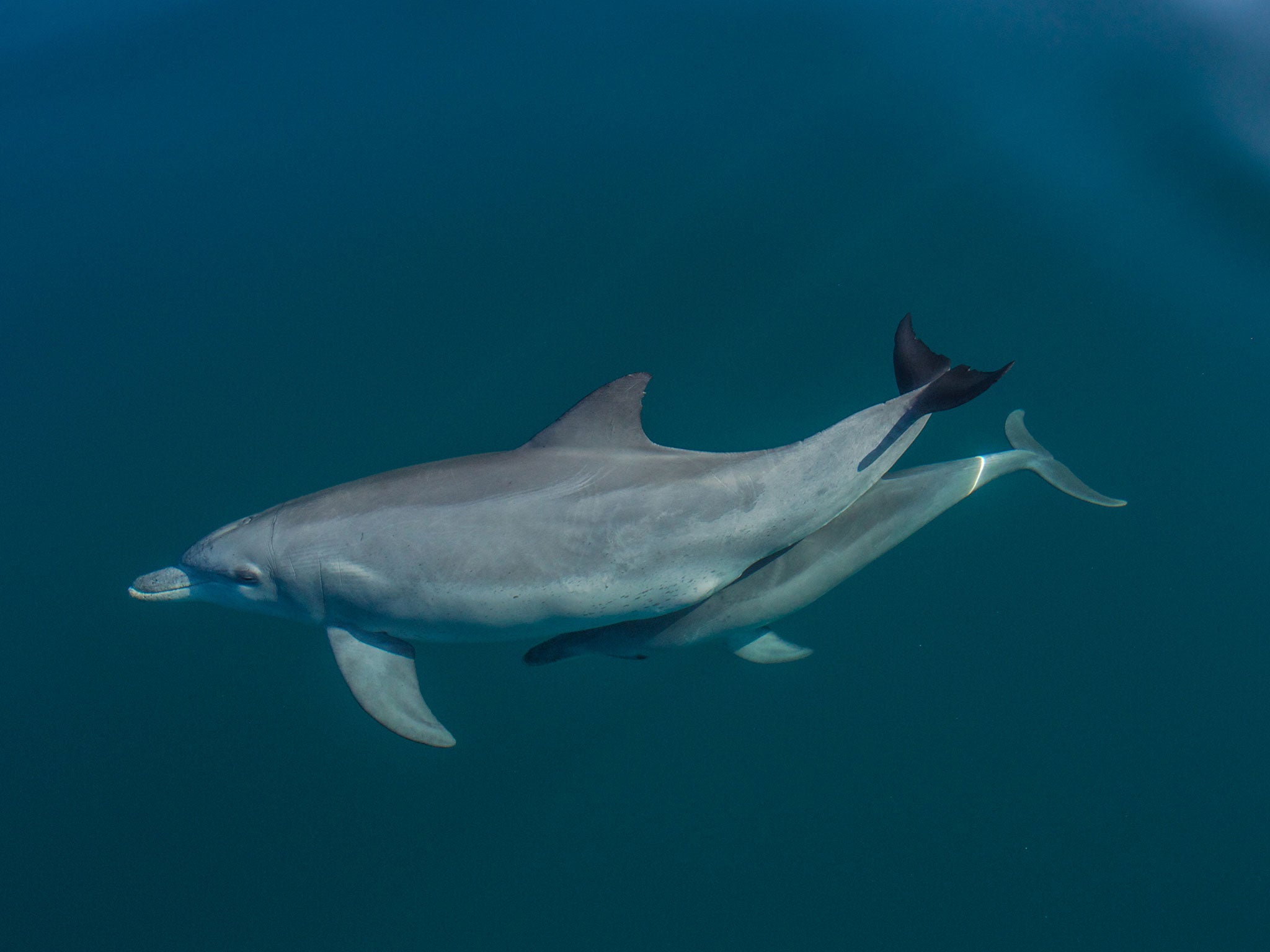 A dolphin mother and calf in Shark Bay, Western Australia