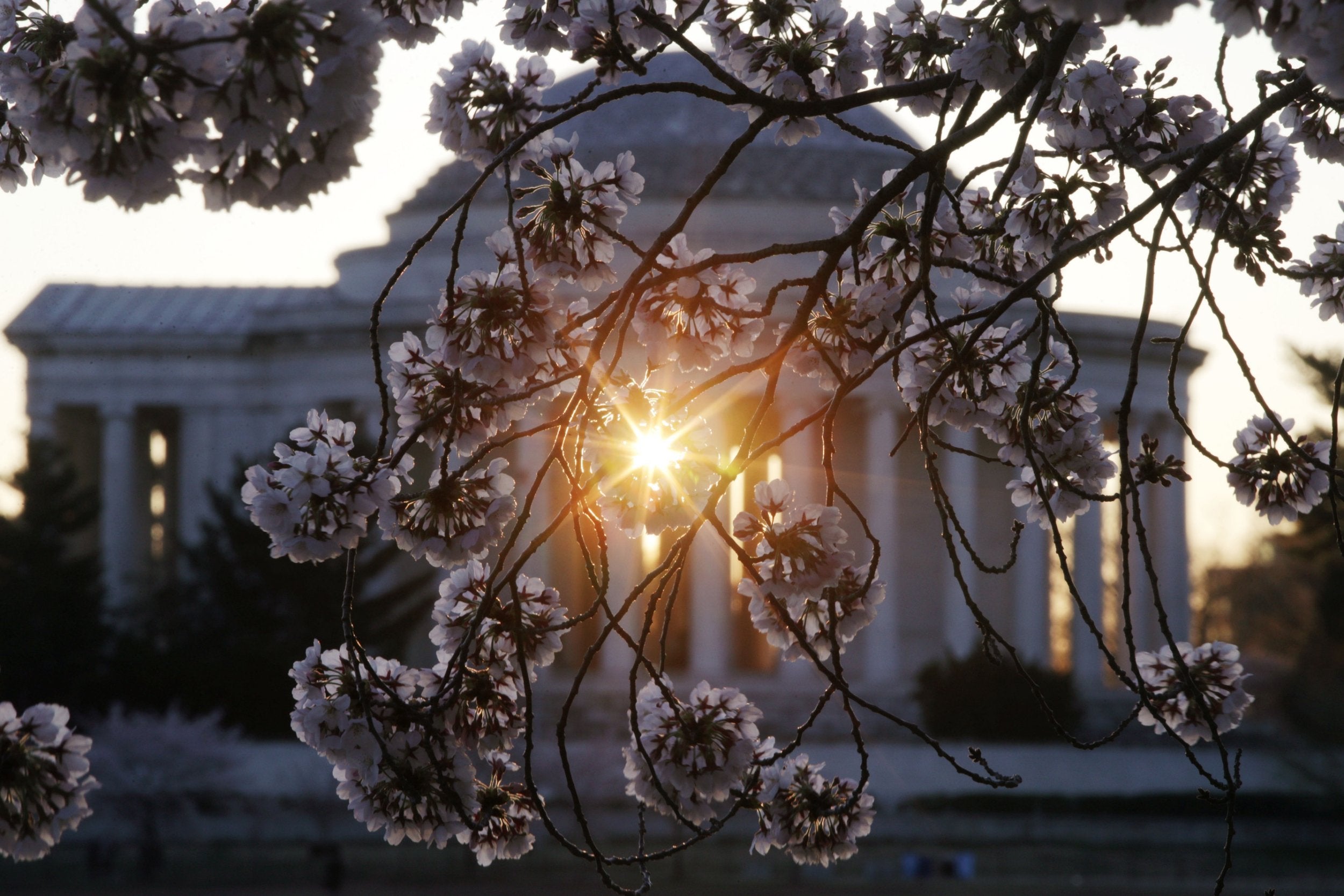 The Thomas Jefferson Memorial can be seen behind cherry blossom trees in full bloom at the Tidal Basin