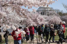 Cherry blossom season reaches peak bloom in Washington DC