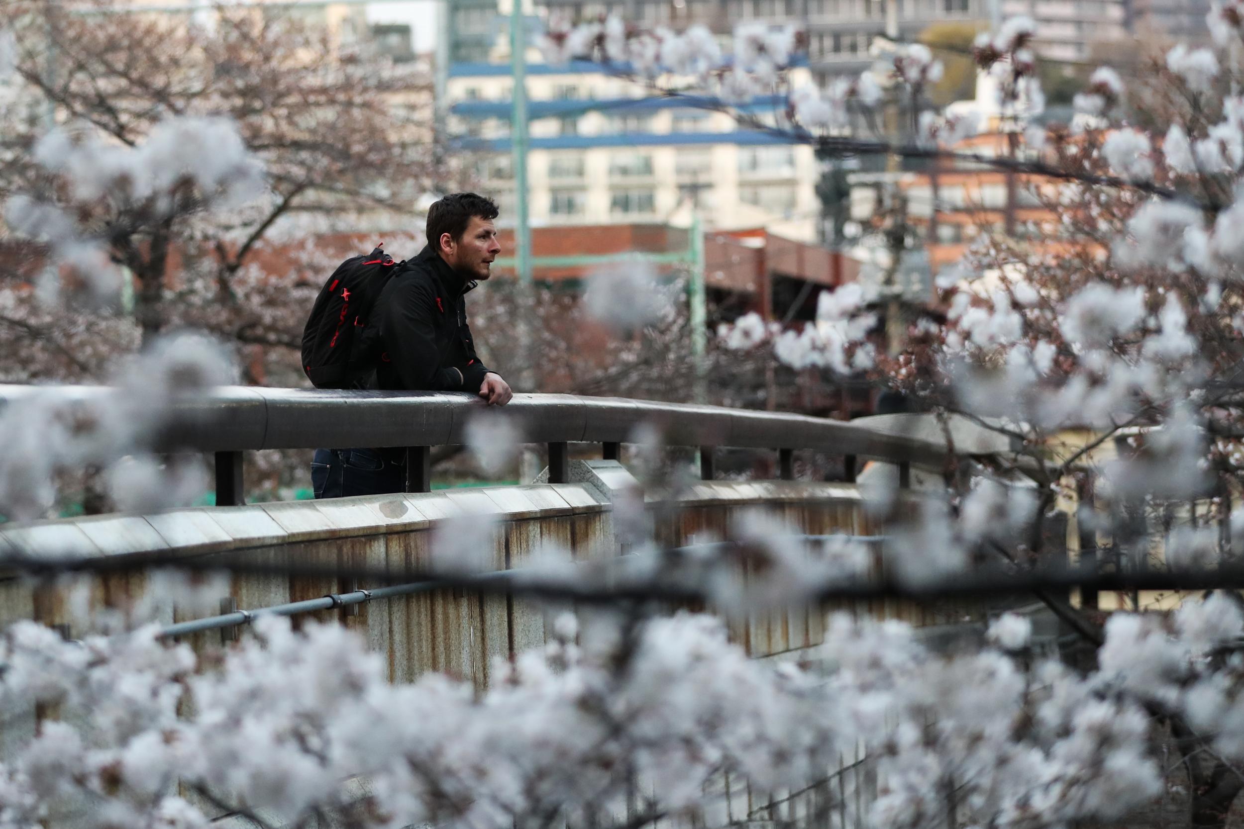 Blossom along the Meguro River in Tokyo