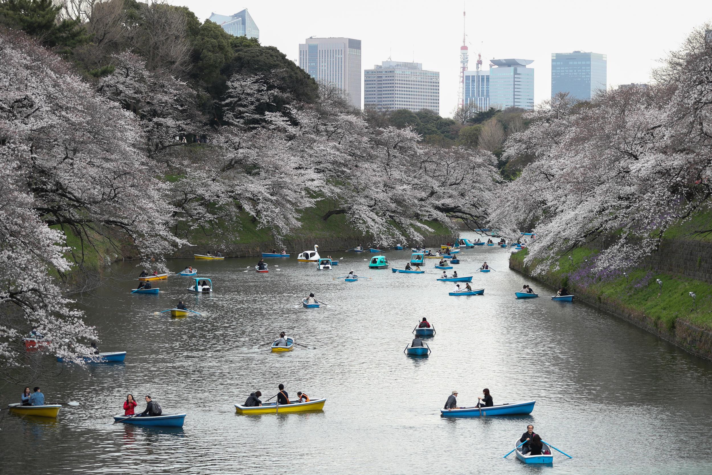 Blossom along Tokyo's Chidorigafuchi Moat