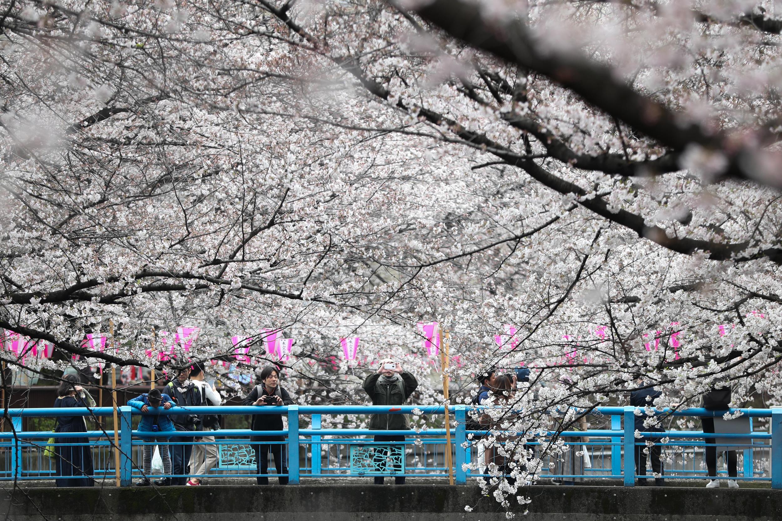 Cherry blossom-watching on the Meguro River
