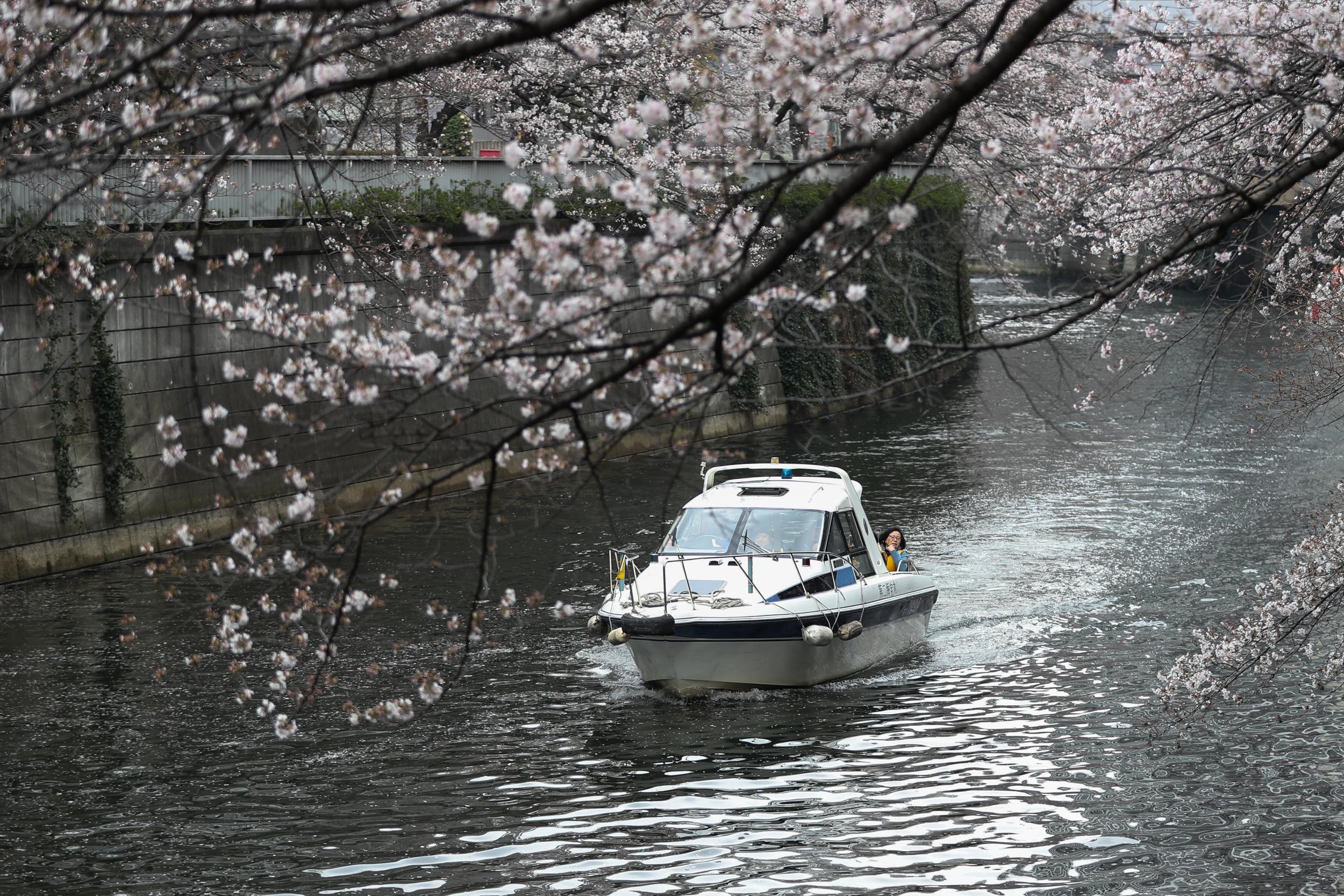 Riding a boat underneath cherry blossom along Tokyo's Meguro River