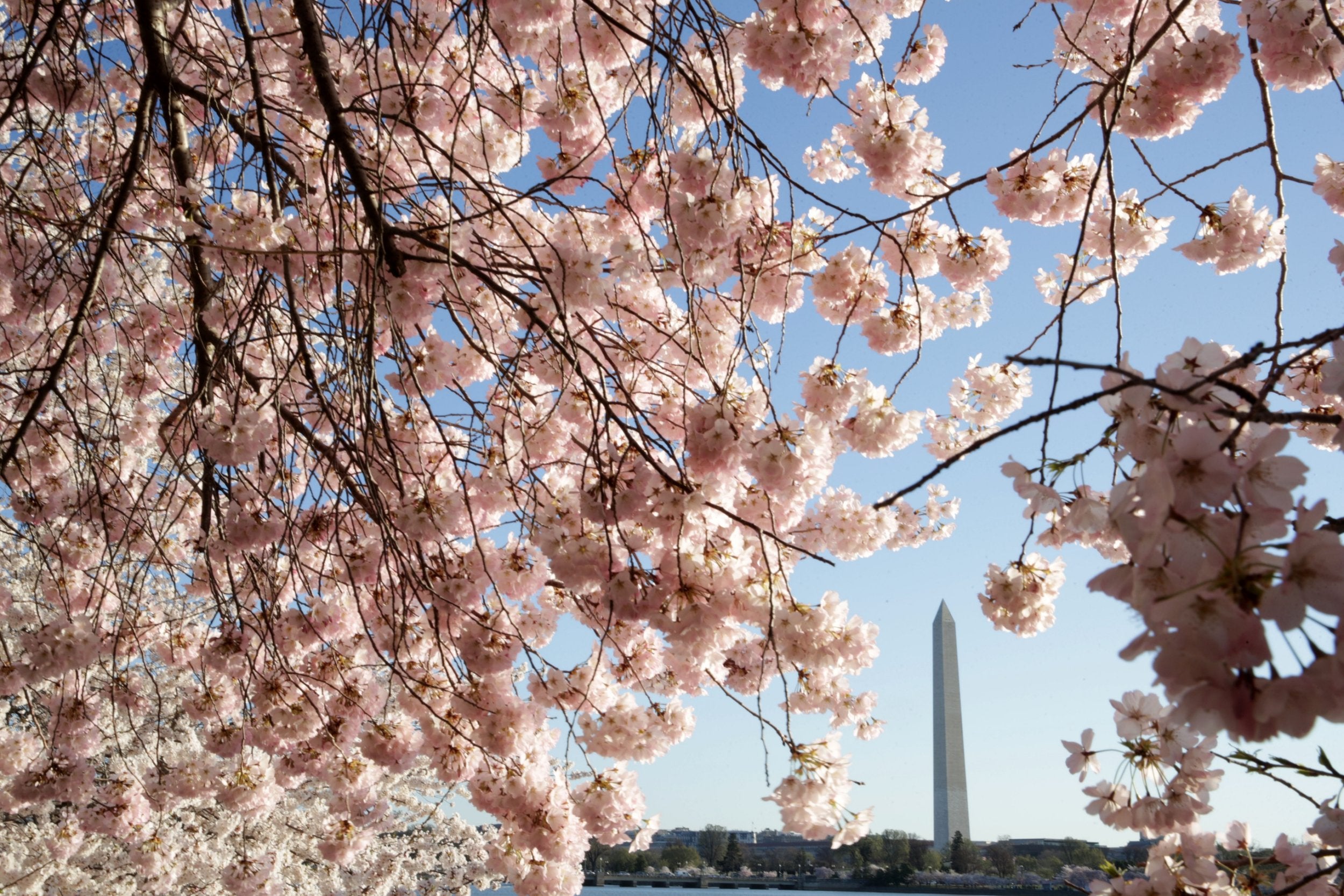 With the Washington Monument in the background, cherry trees are in full bloom at the Tidal Basin