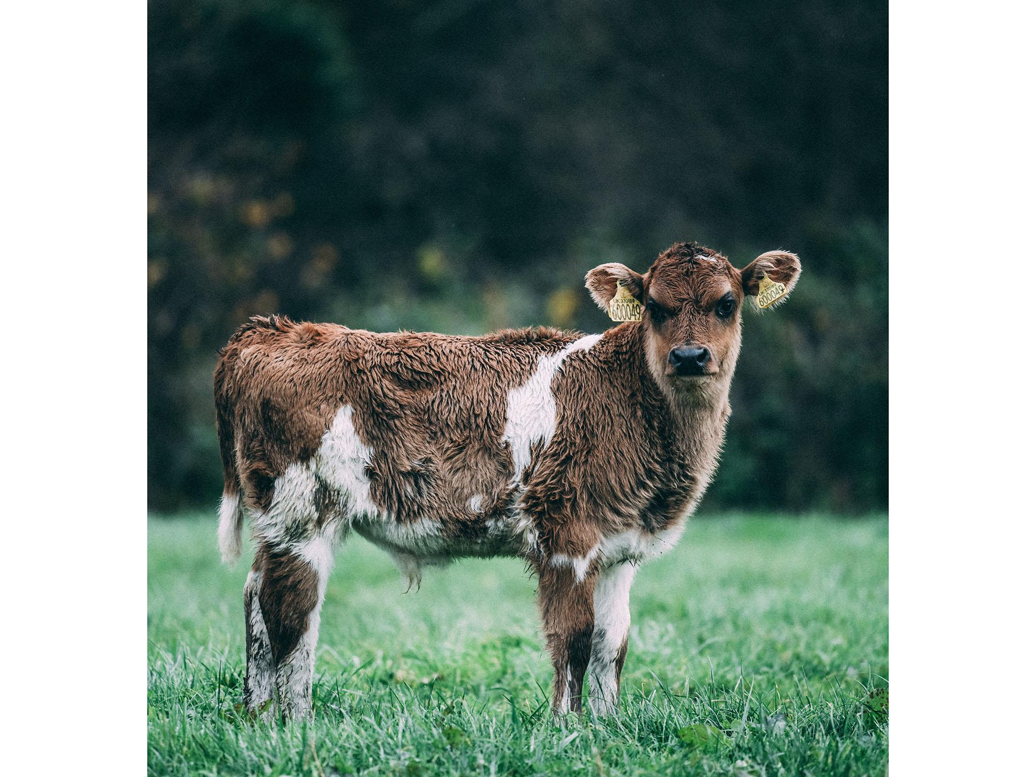 As well as keeping cattle, the organic Taw River Dairy also keeps bees which helps increase biodiversity on the farm too