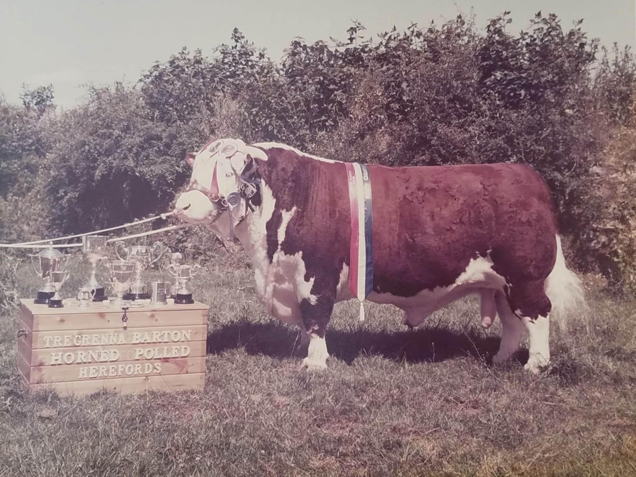 Ed's grandad's show-wining bull back in the 1970s that he's using the semen from now (Trefawl Farm)