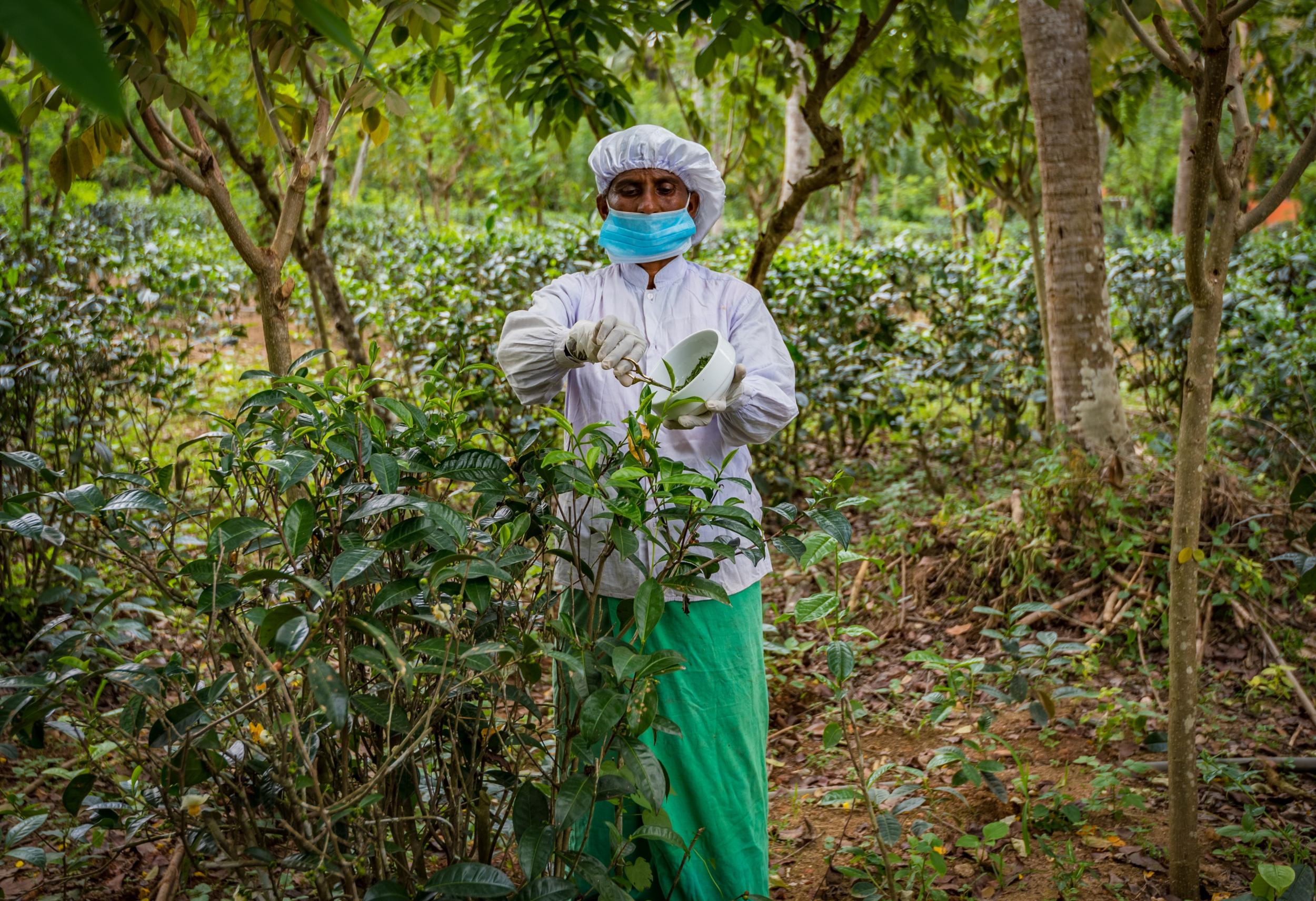 Picking virgin white tea at Herman Teas