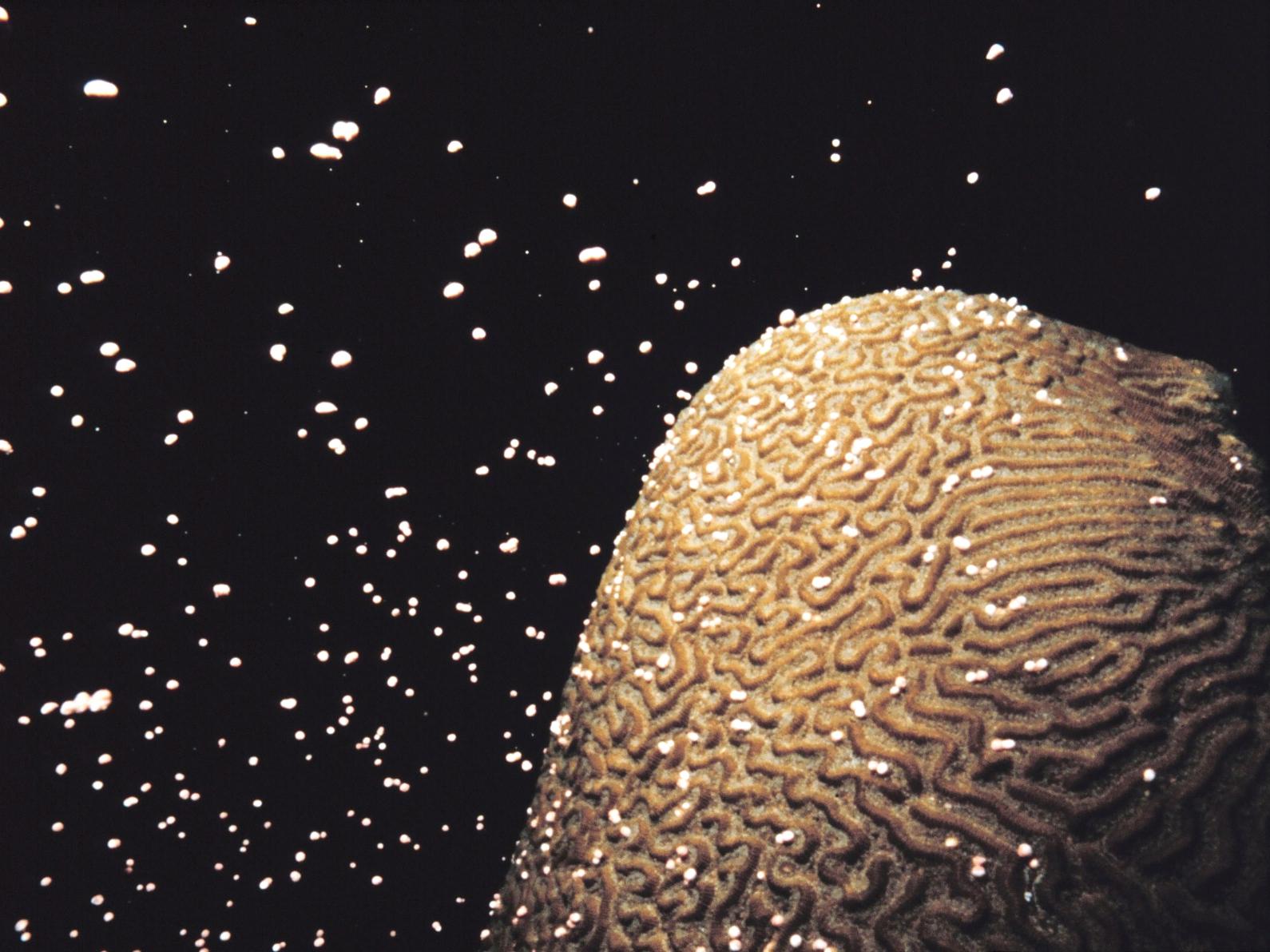 Corals spawn by releasing eggs and sperm into the water, which combine and develop into tiny floating larvae