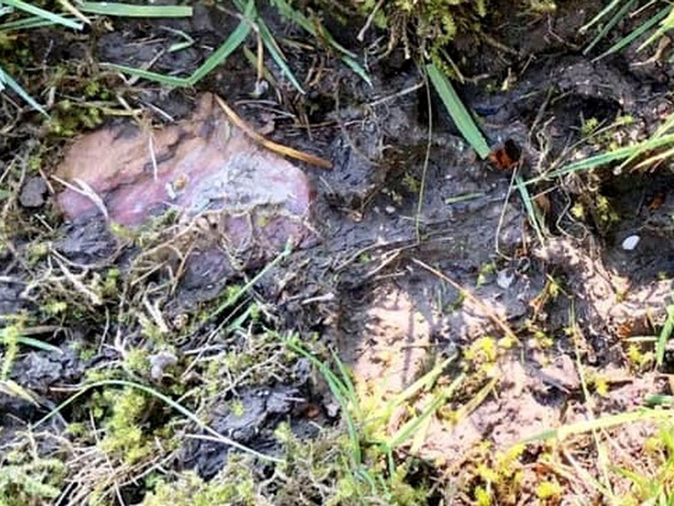 A large paw print was found in the Stephensons' garden