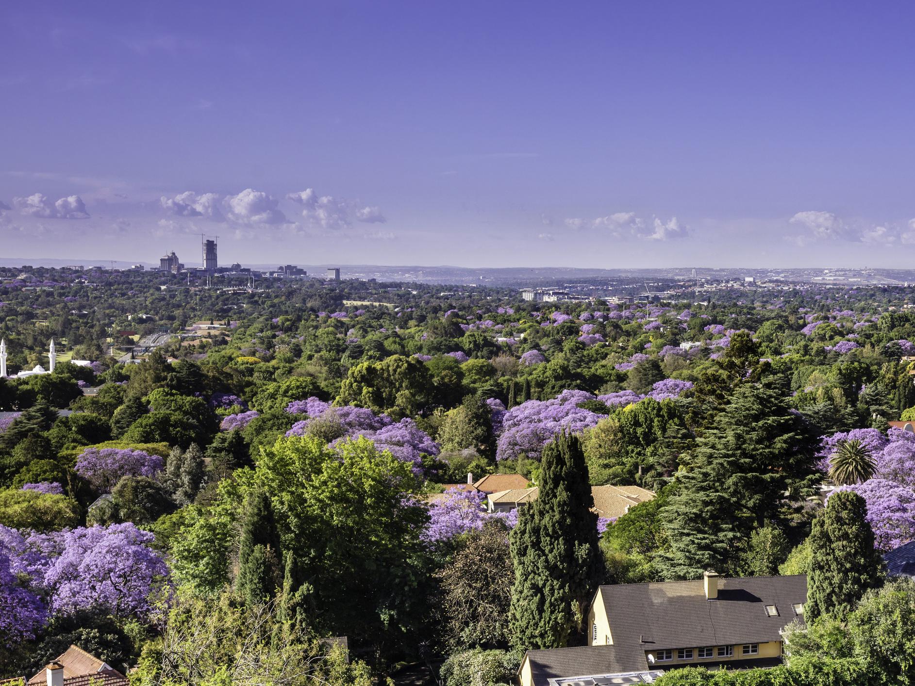 Johannesburg is known for being one of the largest 'man-made forests' in the world with millions of trees