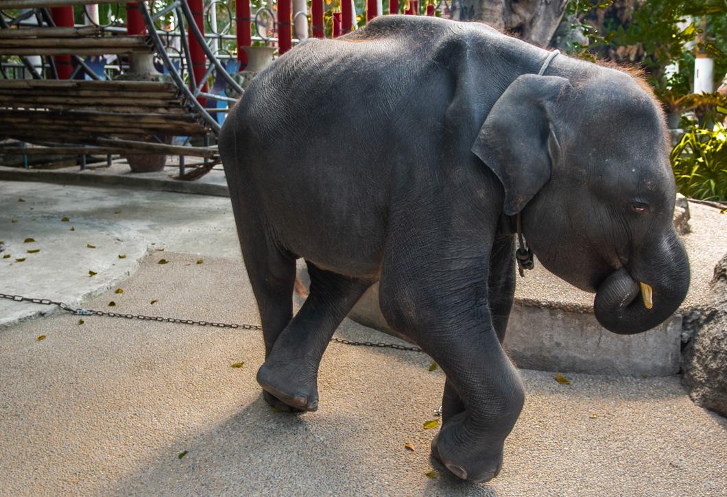 The baby elephant, who looks undernourished, sucks her trunk for comfort (Movinganimals.org)