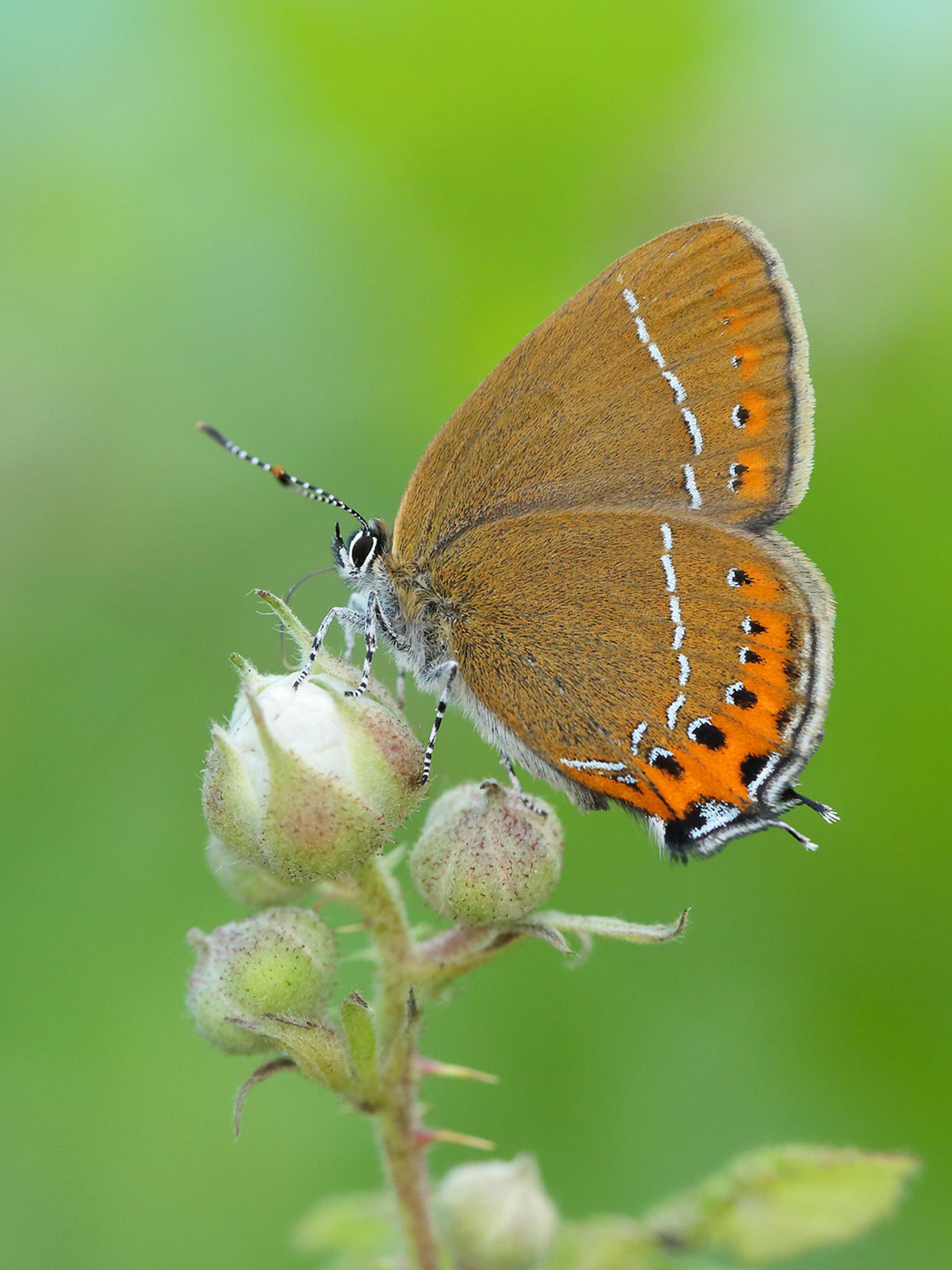 Population rose 926% in 2018