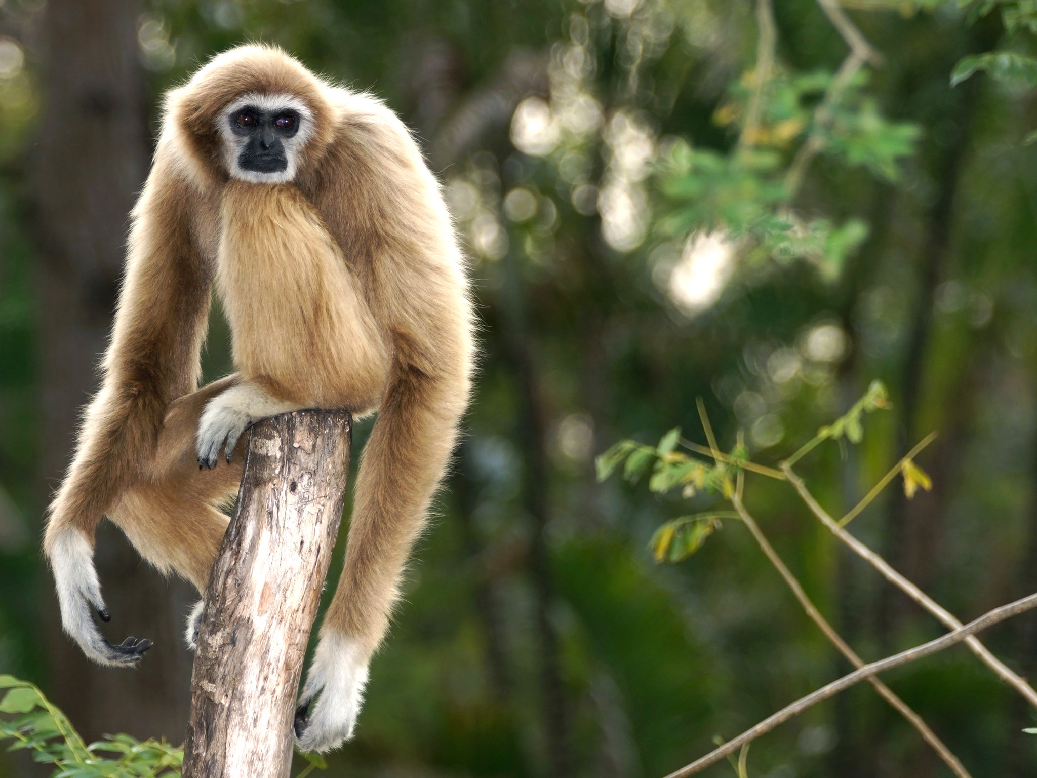 The gibbon is one of many rare primates discovered in Vietnam (Getty/iStock)