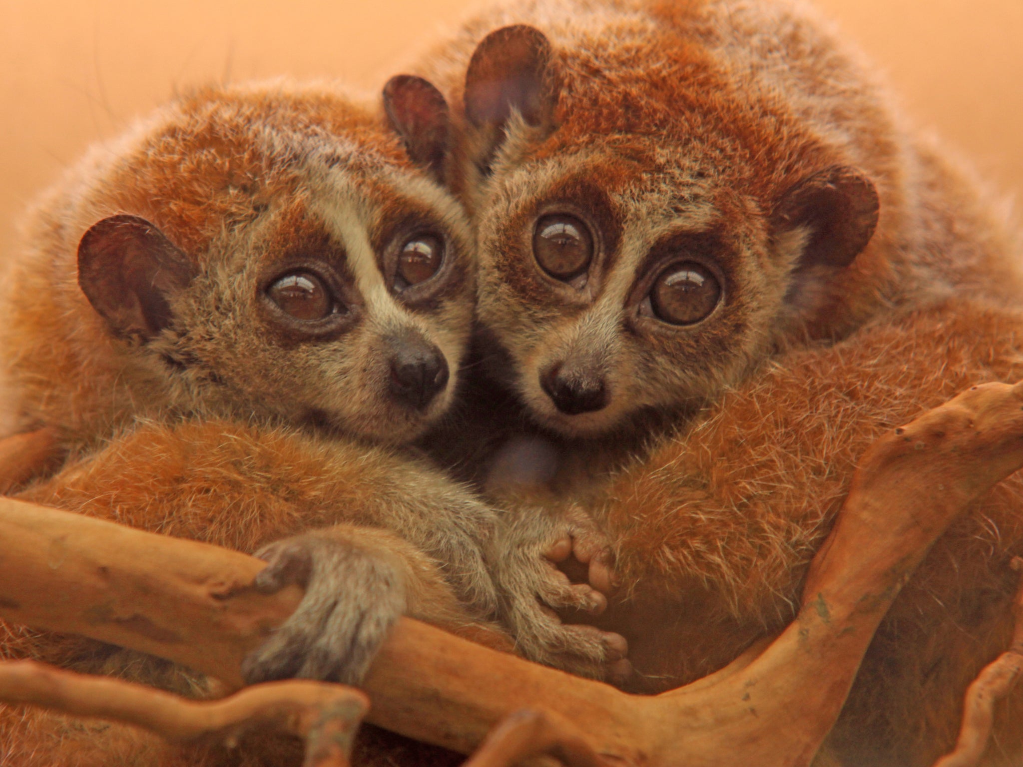 Lorises are among the rare species discovered in the forest (Getty/iStock)