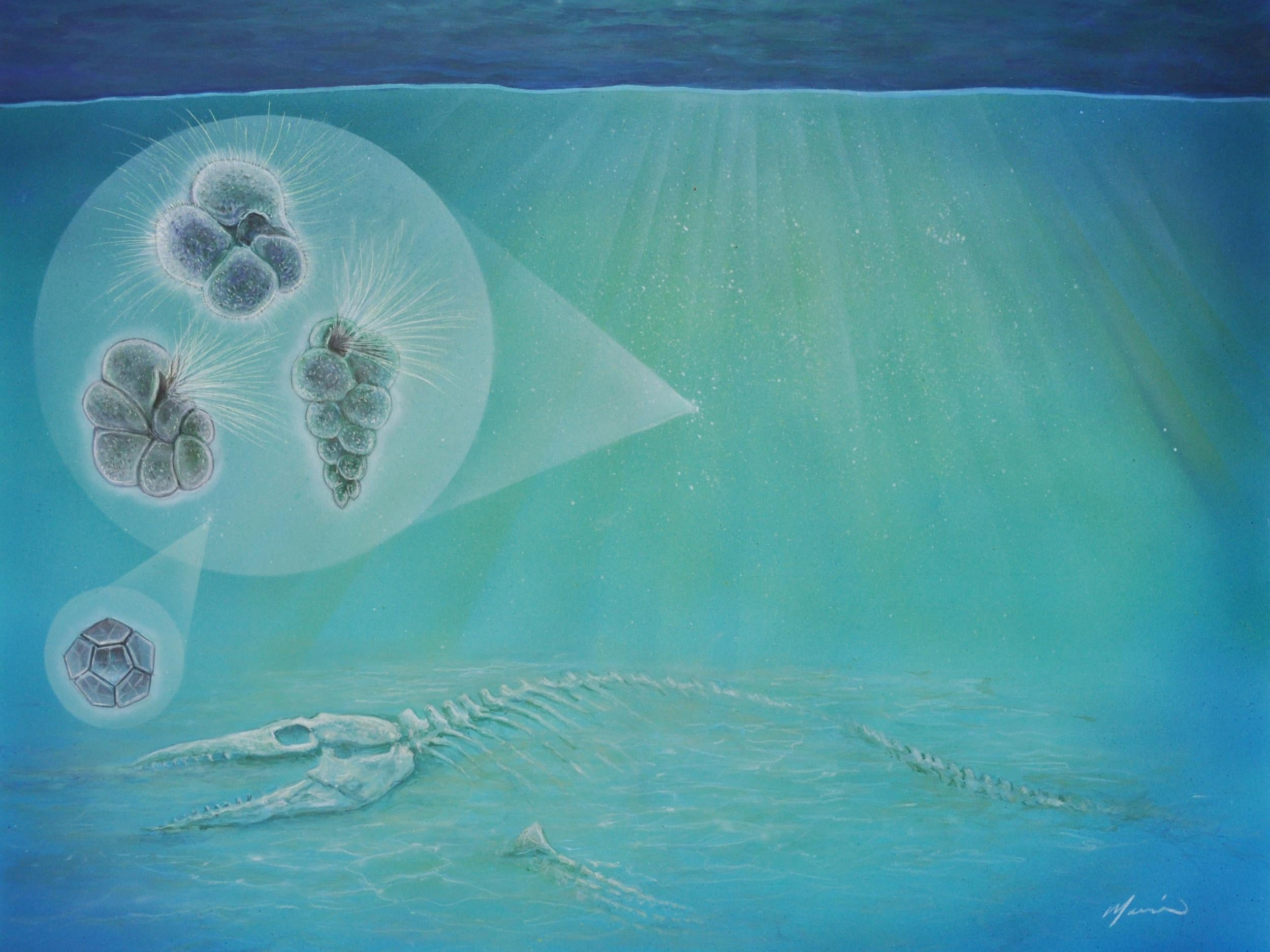 Artist's interpretation of the sea floor after the mass extinction that wiped out the dinosaurs, including species of plankton that scientists examined in their new study