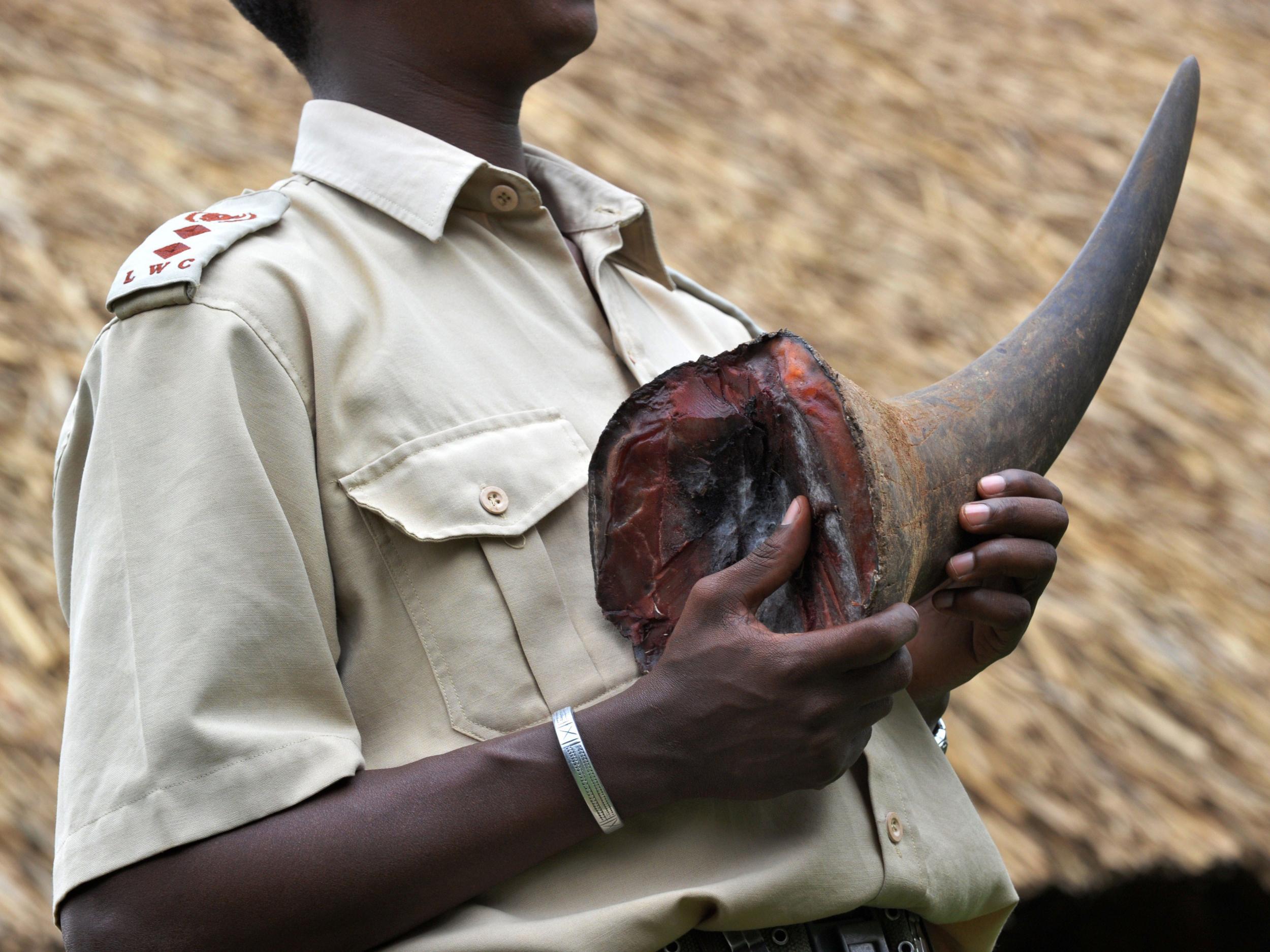 Buyers in China and Vietnam will pay $60,000 per kg for rhino horns, believing them to cure cancer, stop hangovers, or because they see them as something to show off