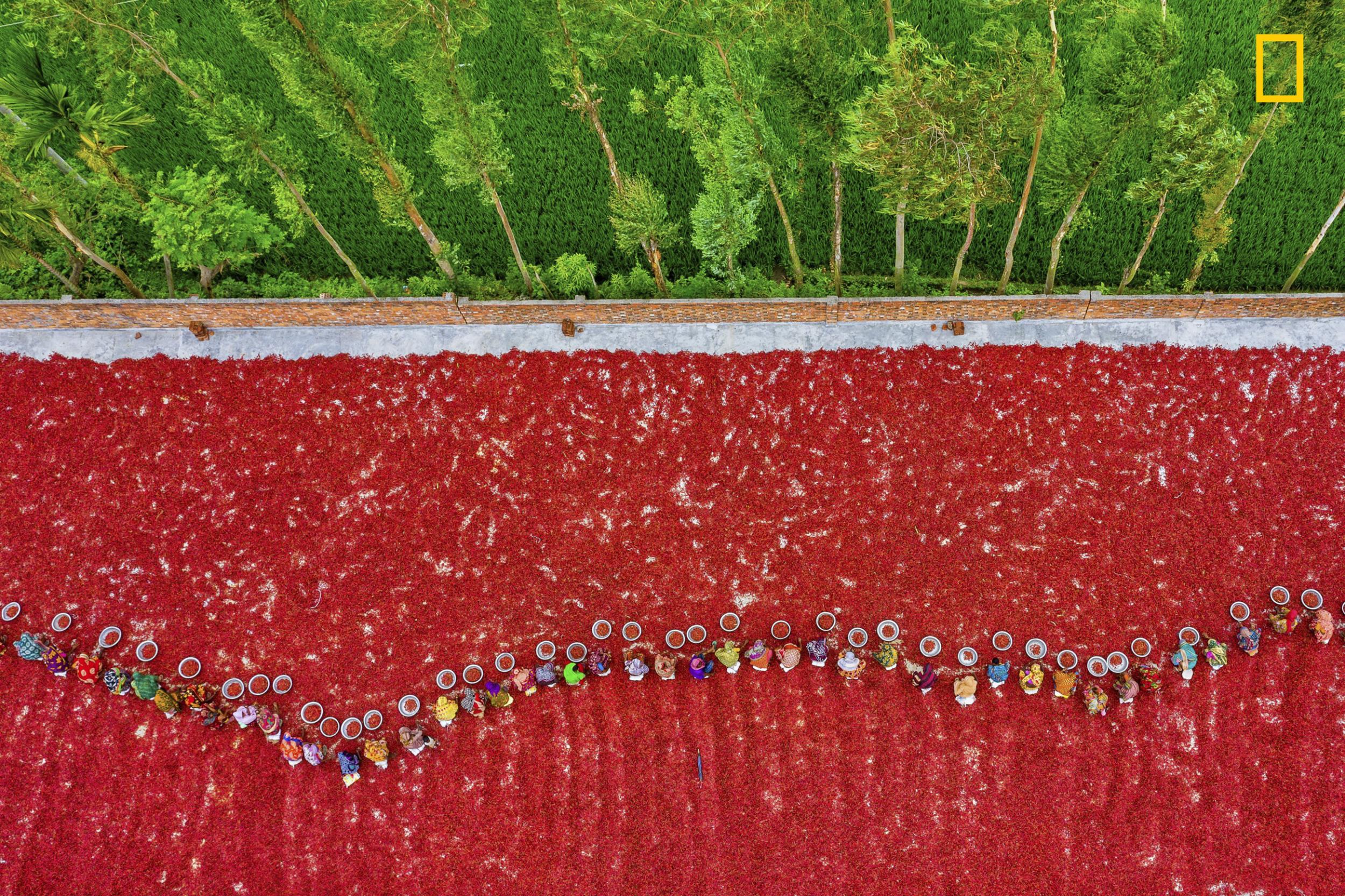 "Bangladeshi women were collecting red chillies in a red chilli pepper dry factory under the sun to preserve them in Bogra, Bangladesh. There are nearly 100 factory and more than 2000 workers work every day. They get nearly $2 (160 Bangladeshi Taka) after 10 hours of work and in some places they get less than this amount. They work very hard to maintain the best quality." - MD Tanveer Rohan