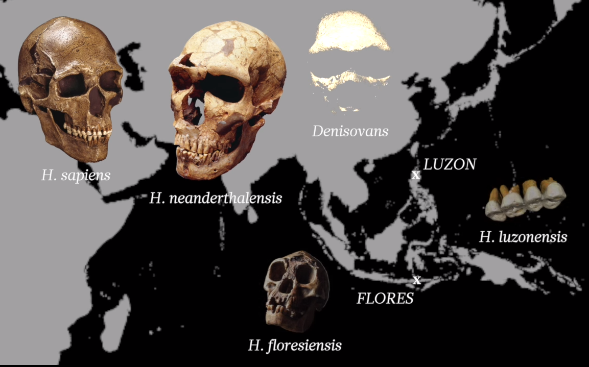 Map showing origins of other travelling human species