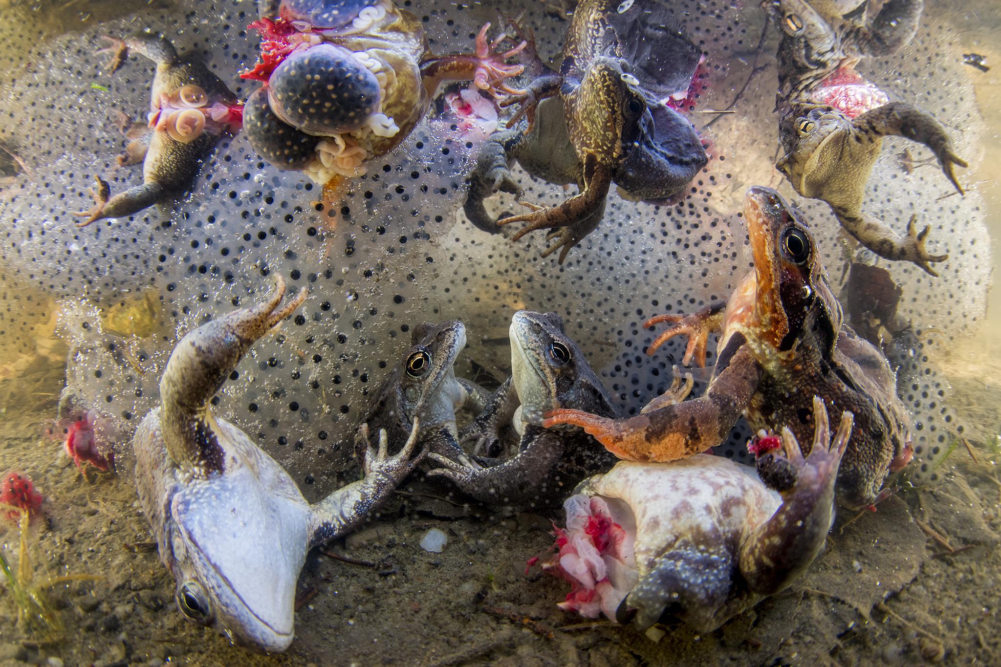 Frogs with their legs severed and surrounded by frogspawn struggle to the surface, after being thrown back into the water in Covasna, Eastern Carpathians, Romania, in April 2018
