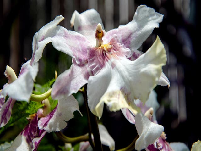 Pastel colored close up of a Cattelya orchid