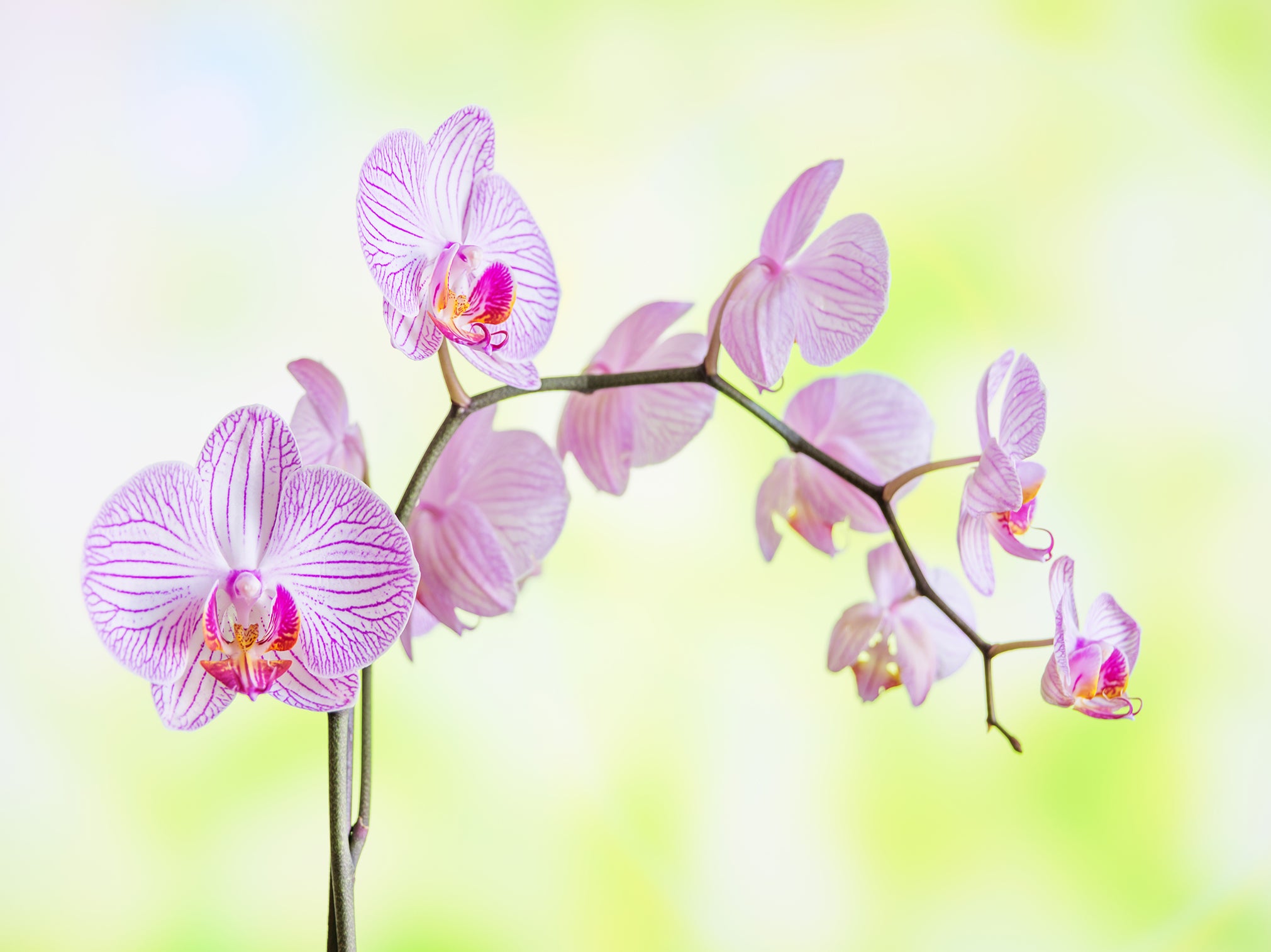 Phalaenopsis is America’s most popular houseplant (Getty/iStock)