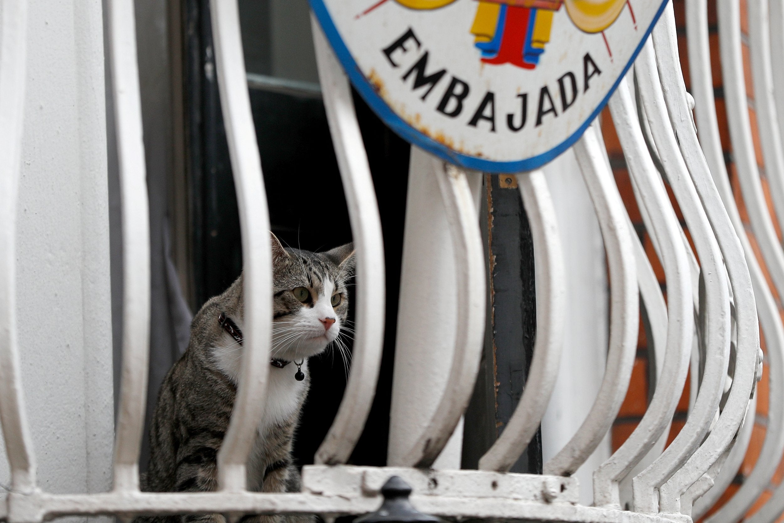 Julian Assange's cat sits on the balcony of the Ecuadoran embassy in London