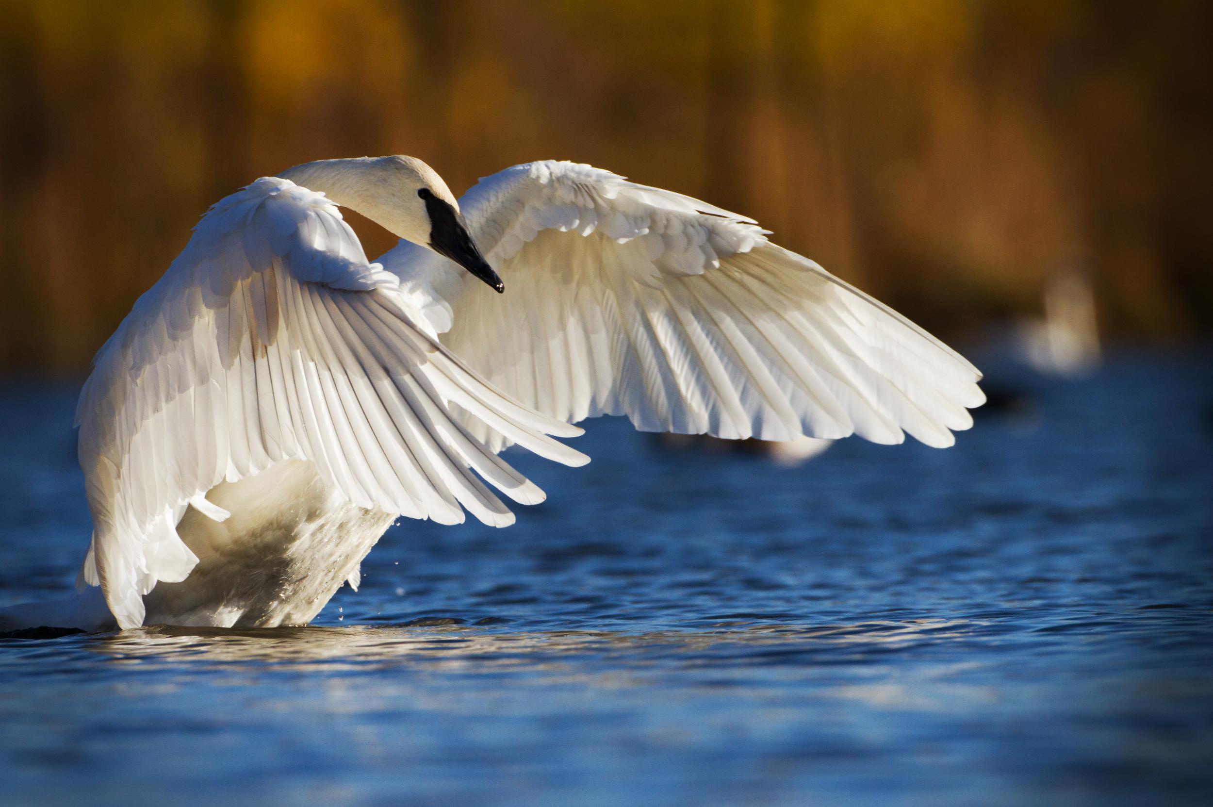 The birds have a wingspan that can reach 8ft across