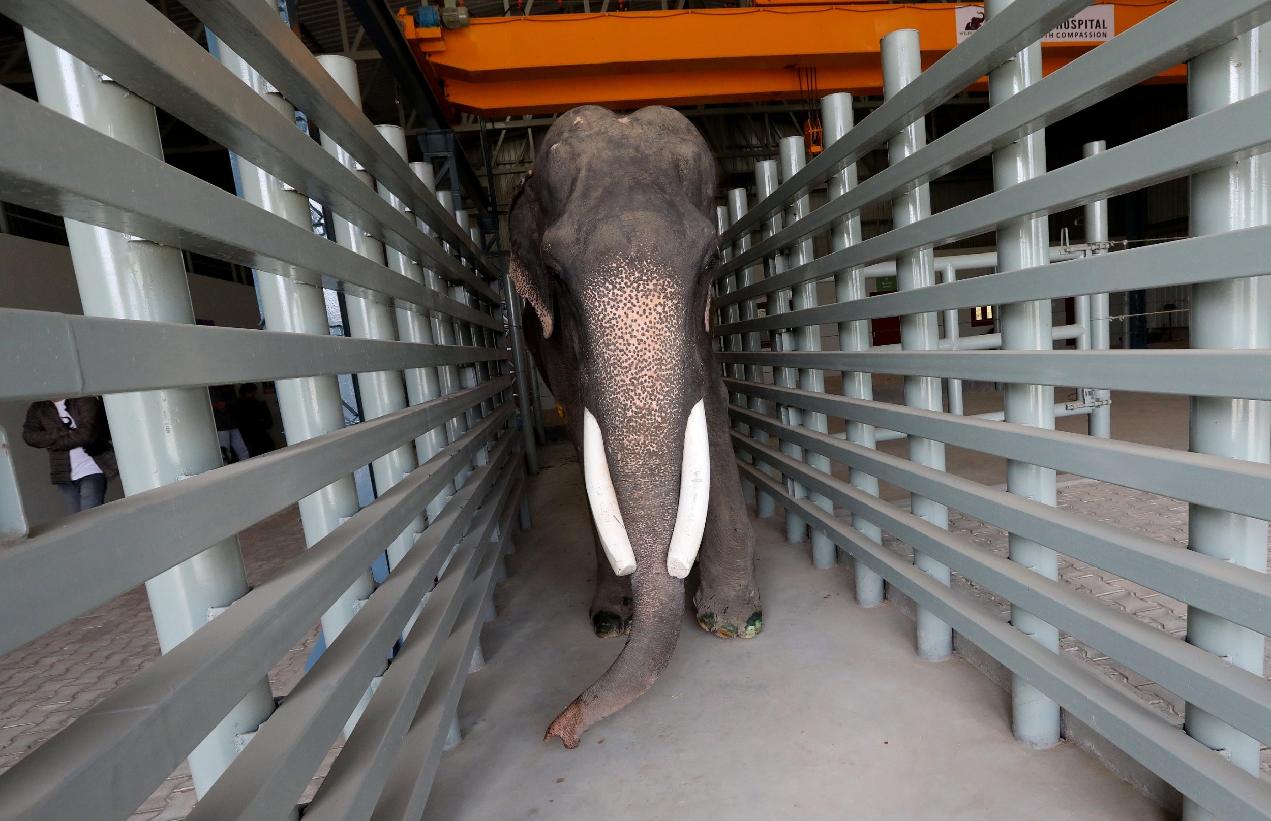 Gajraj, who was rescued from an Indian royal family, walks inside the treatment area