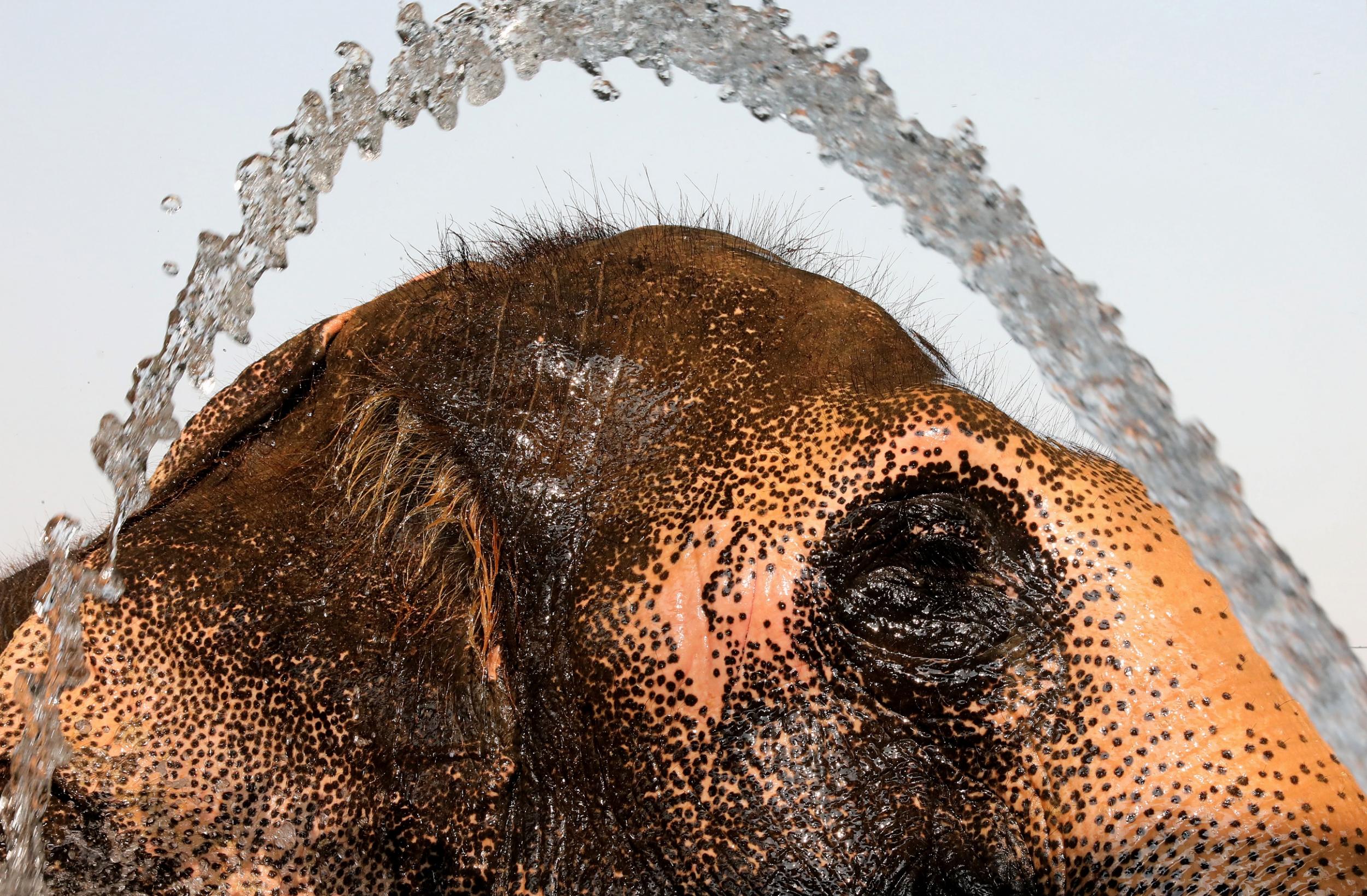 One of the rescued elephants takes a bath in the morning at the Wildlife SOS Elephant Hospital in Mathura, Uttar Pradesh. Wildlife SOS is a conservation nonprofit organisation in India working for animal welfare, elephant conservation and care