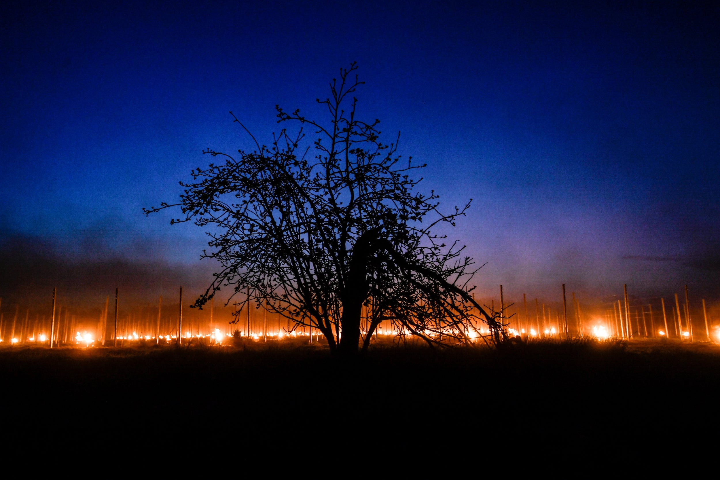 Anti-frost candles burn in a vineyard, during a cold spring night in the Weinboehla reigon in Germany