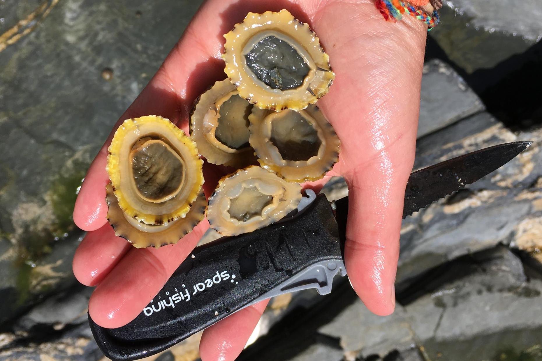 Teasing limpets off the underwater rocks