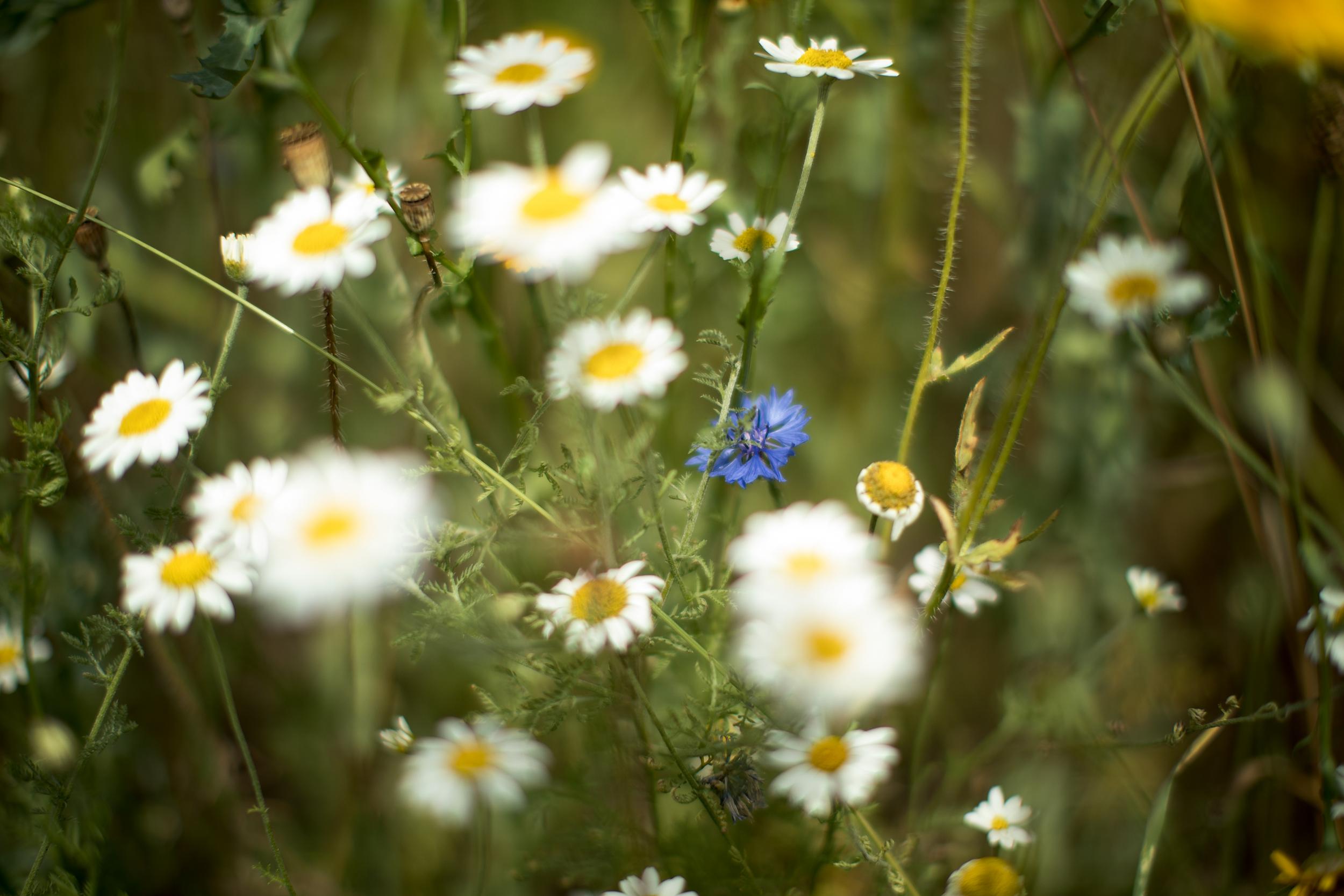 There are now larger fields with fewer hedgerows and fewer wildflower meadows – the opposite of what a diverse pollinator population requires