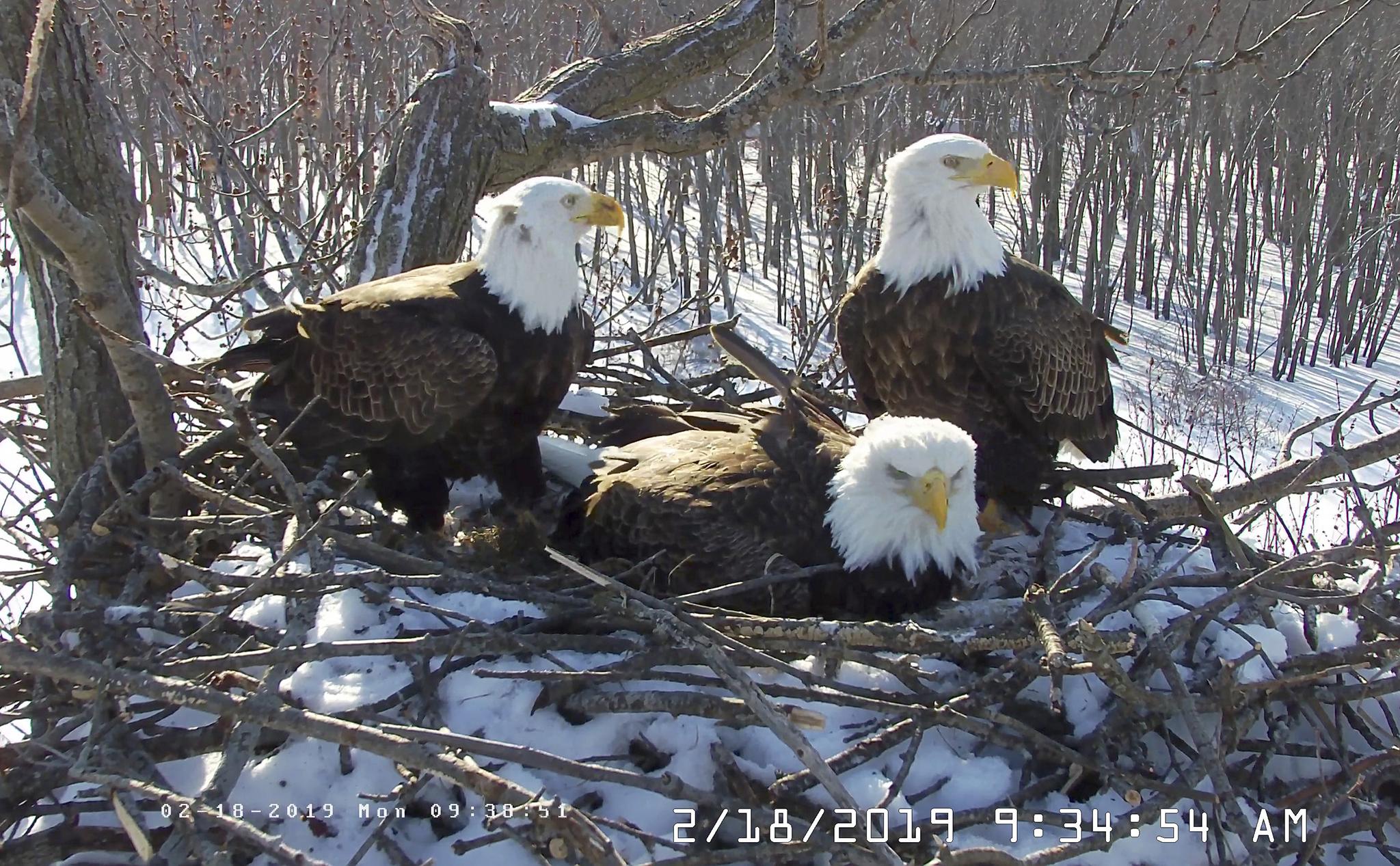 An unconventional family of bald eagles comprised of two males and one female have been filmed raising eaglets together