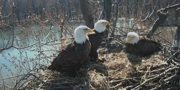 The two males are sharing their second partner after their original female mate was killed by another eagle